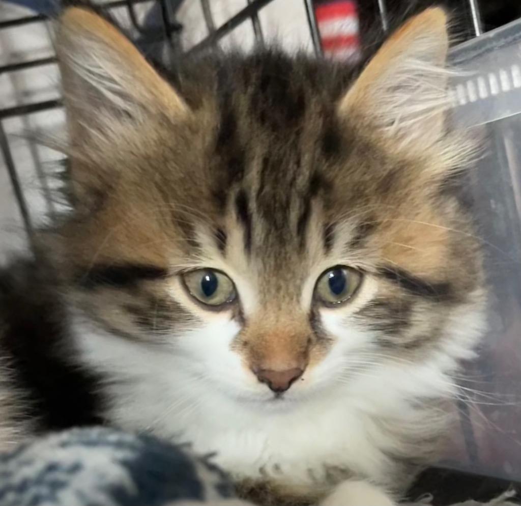 Fritter, Adoptable, Young Male Domestic Long Hair.