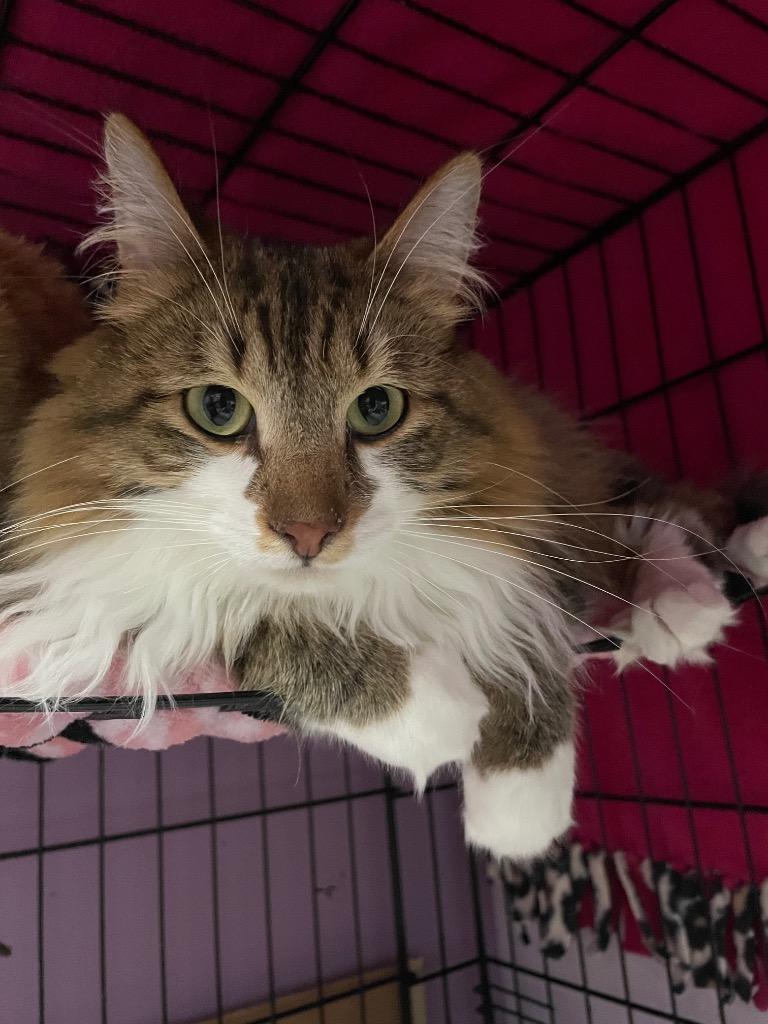 Fritter, a Adoptable mixed breed in Newaygo, MI image 2/2