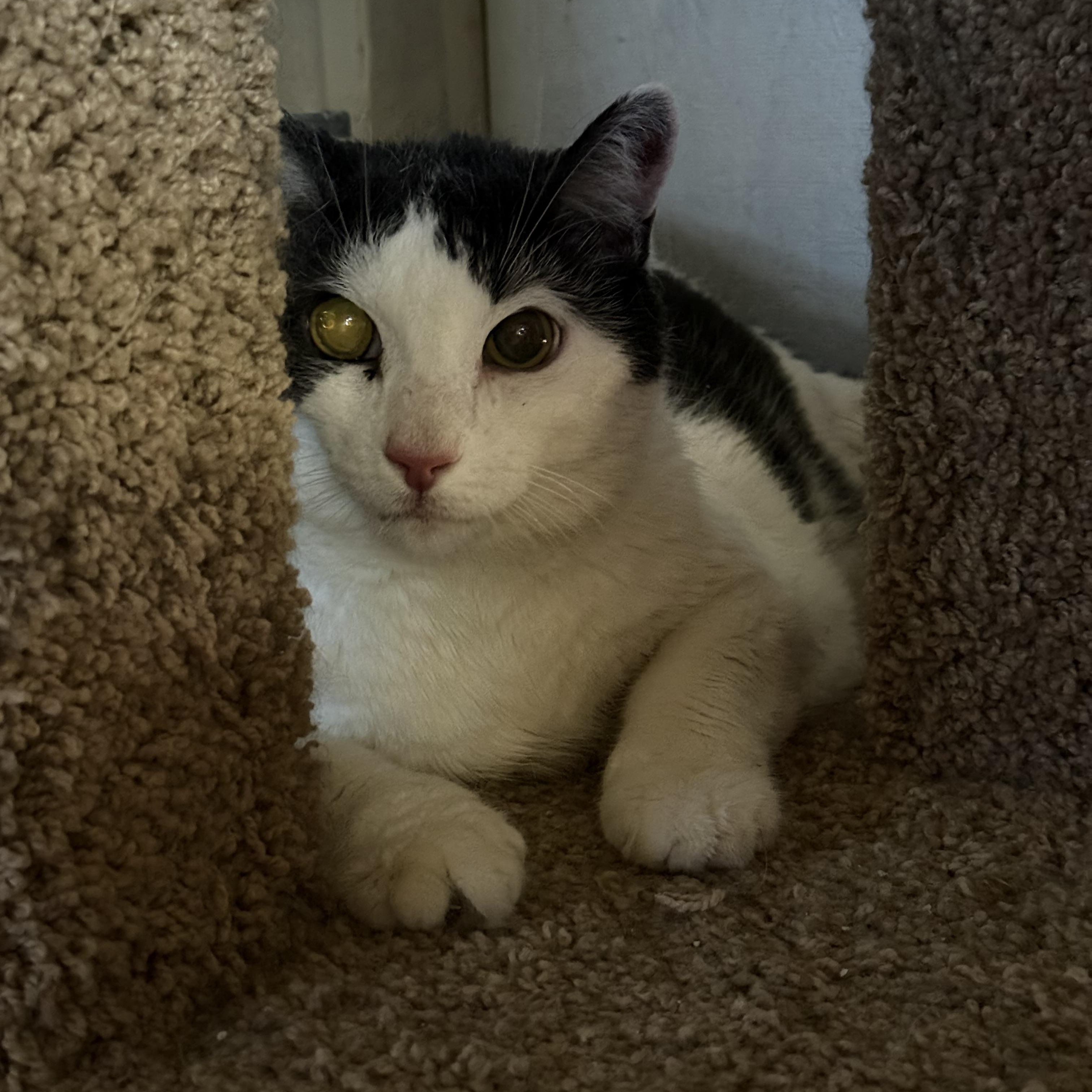 Enlarge Oscar the Grouch, a ADOPTABLE Domestic Short Hair in Marana, AZ image 1/1