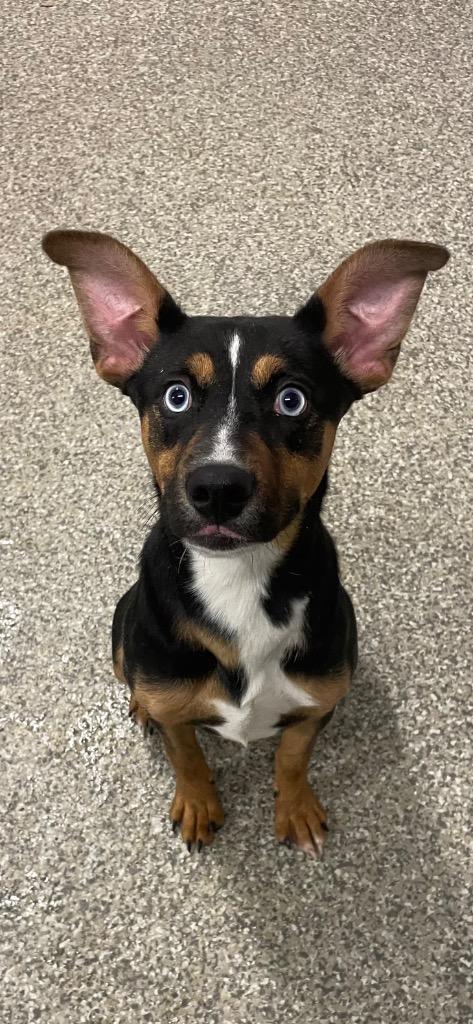 Enlarge Mica, a Adoptable mixed breed in Blountville, TN image 1/1