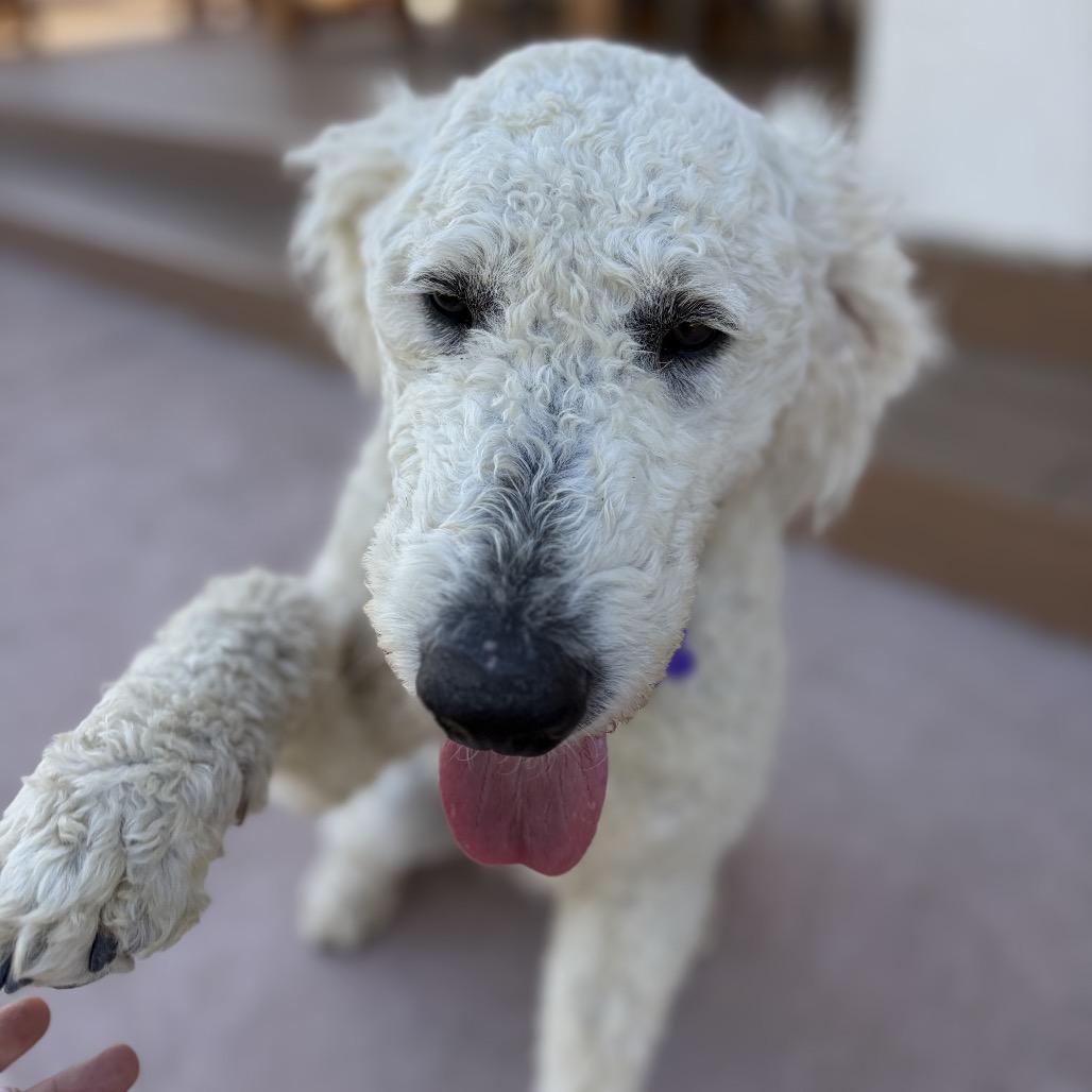 Clyde, Adoptable, Adult Male Standard Poodle & Mixed Breed.
