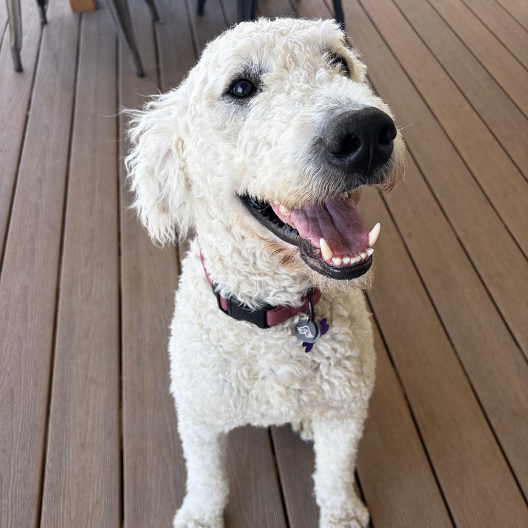 Enlarge Clyde, a Adoptable mixed breed in Pacific Grove, CA image 3/6