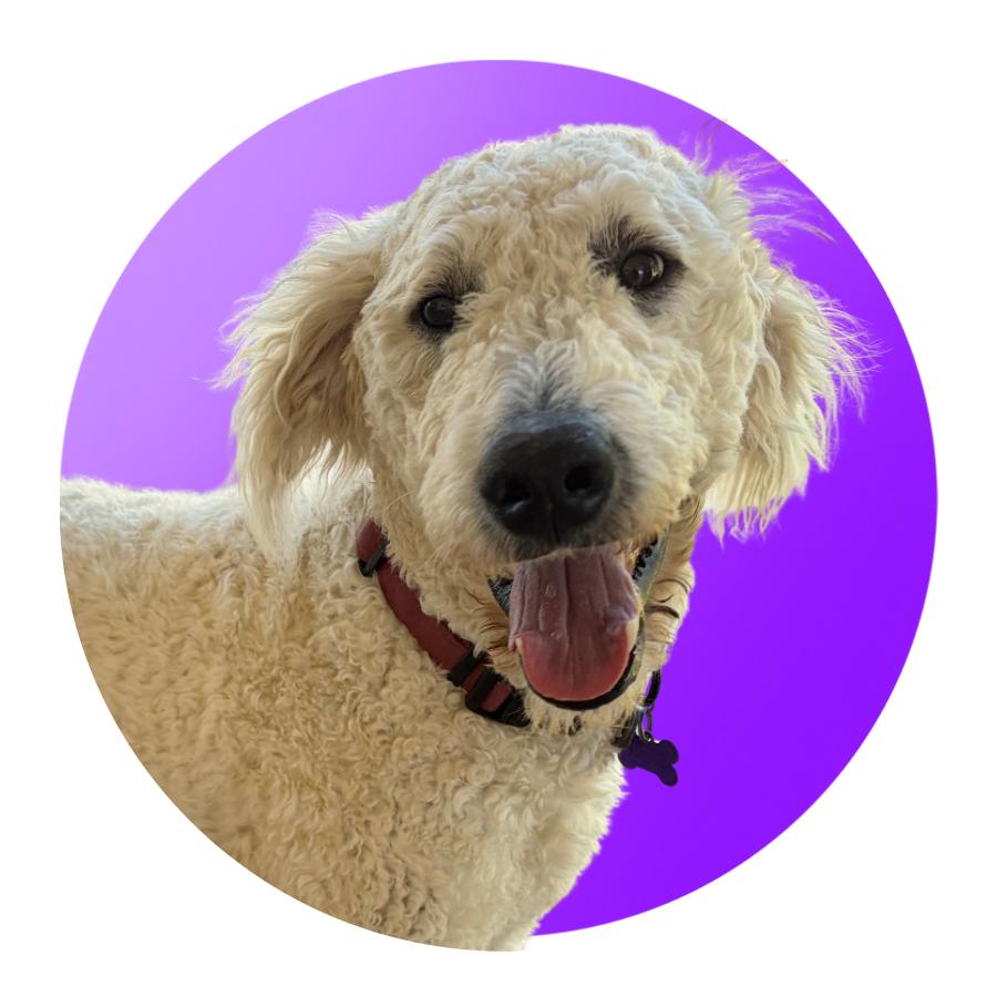 Enlarge Clyde, a Adoptable mixed breed in Pacific Grove, CA image 4/6