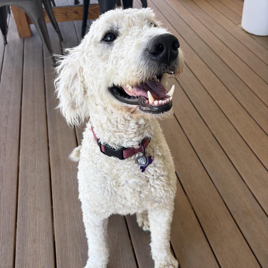 Enlarge Clyde, a Adoptable mixed breed in Pacific Grove, CA image 5/6