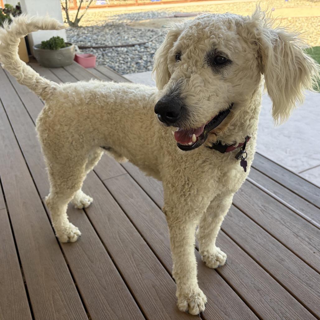 Enlarge Clyde, a Adoptable mixed breed in Pacific Grove, CA image 6/6