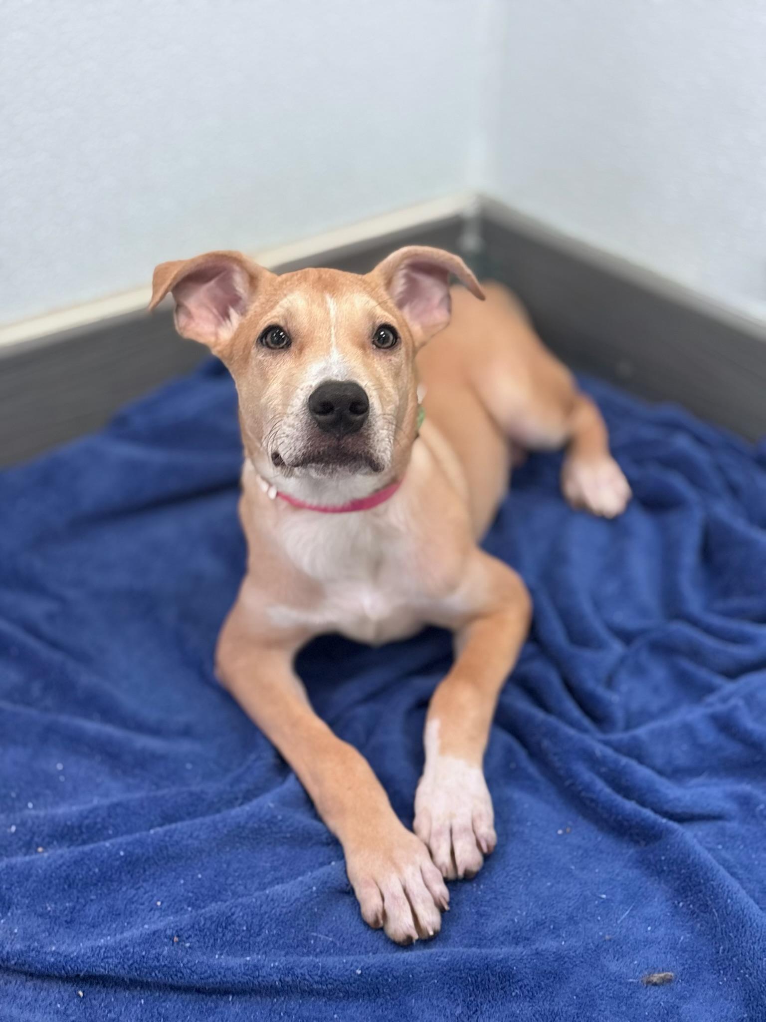 Bistro in NH. Come Meet our Adoptable Dogs Wednesday-Saturday. More info in Bio, an adopted mixed breed in Manchester, NH image 2/2