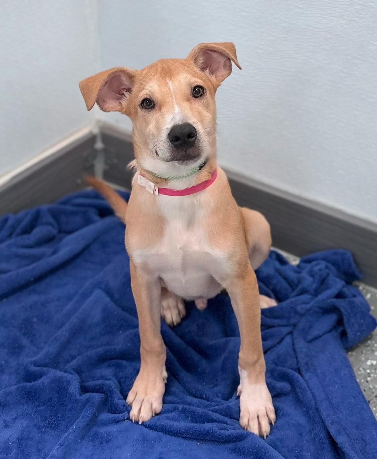 Bistro in NH. Come Meet our Adoptable Dogs Wednesday-Saturday. More info in Bio, adopted, Puppy Male Labrador Retriever.