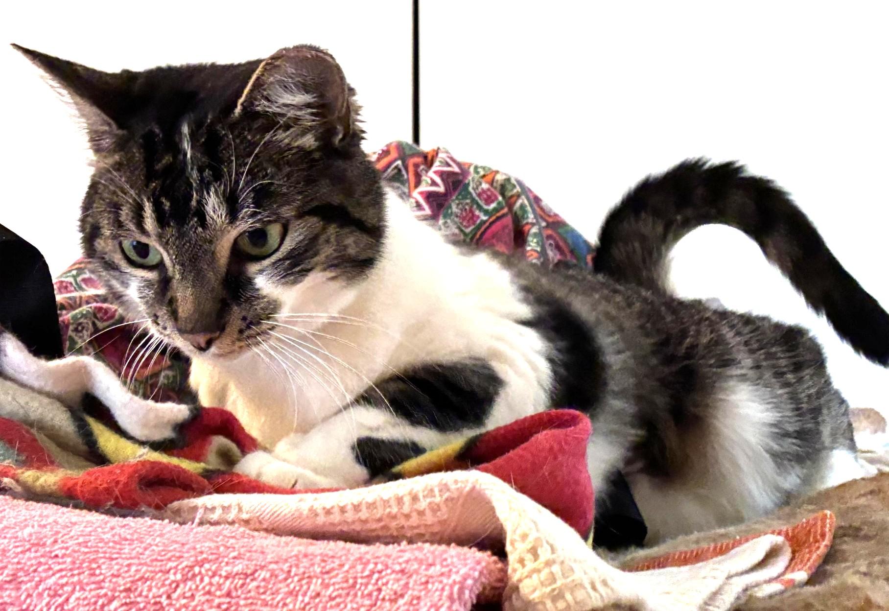 Enlarge Bryant, a ADOPTABLE Domestic Short Hair in Great Neck, NY image 4/5