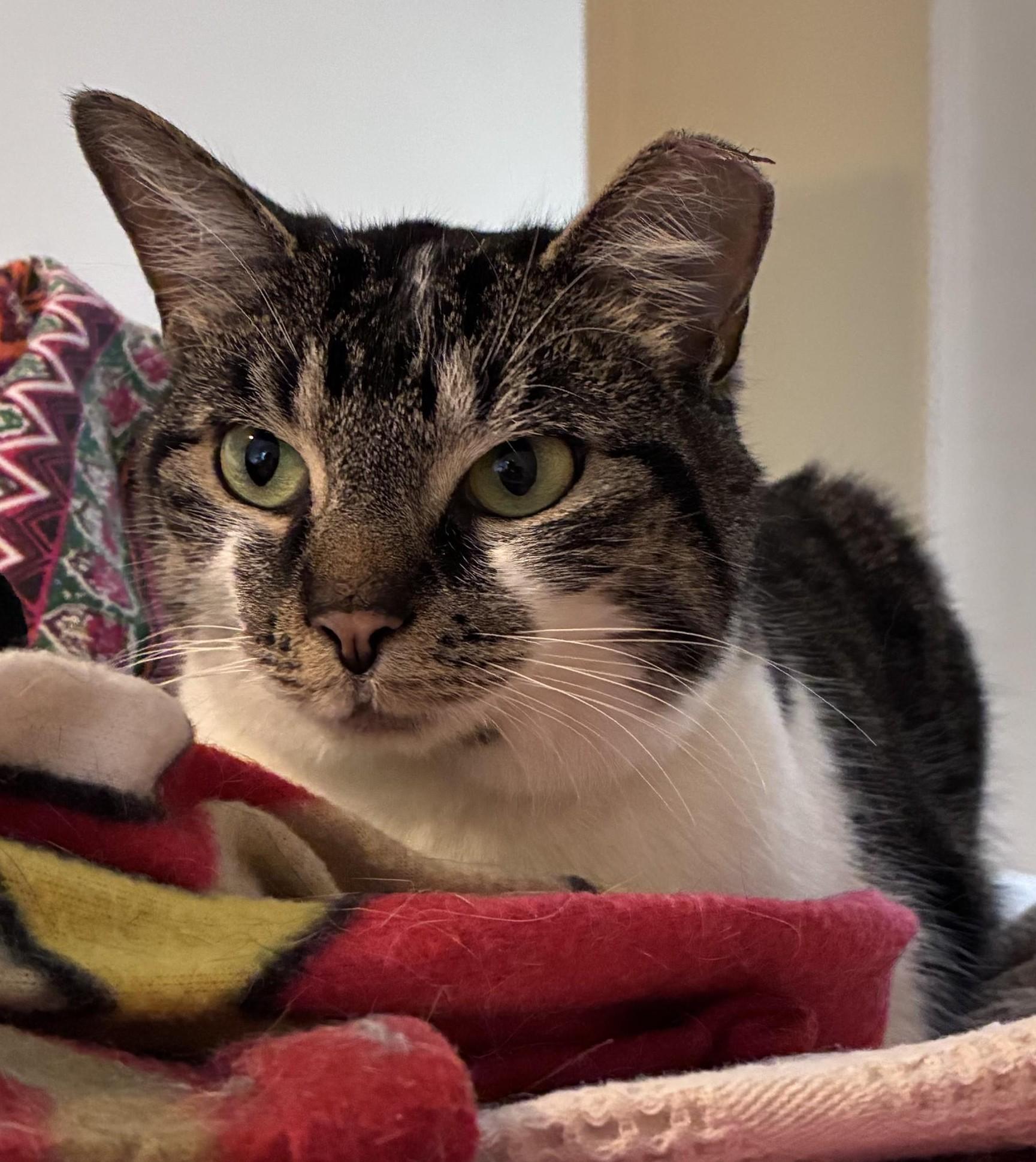 Enlarge Bryant, a ADOPTABLE Domestic Short Hair in Great Neck, NY image 1/5