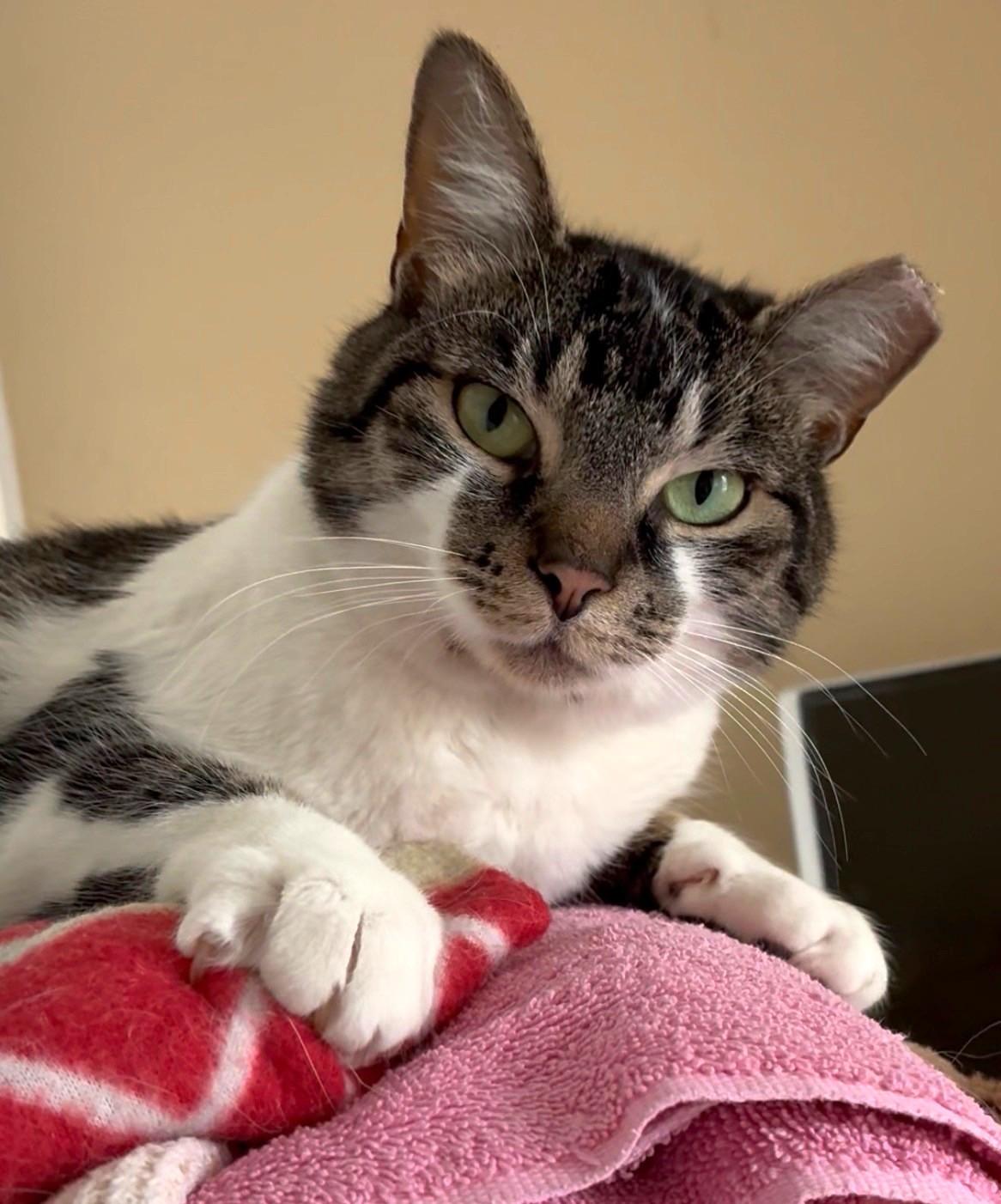 Enlarge Bryant, a ADOPTABLE Domestic Short Hair in Great Neck, NY image 3/5