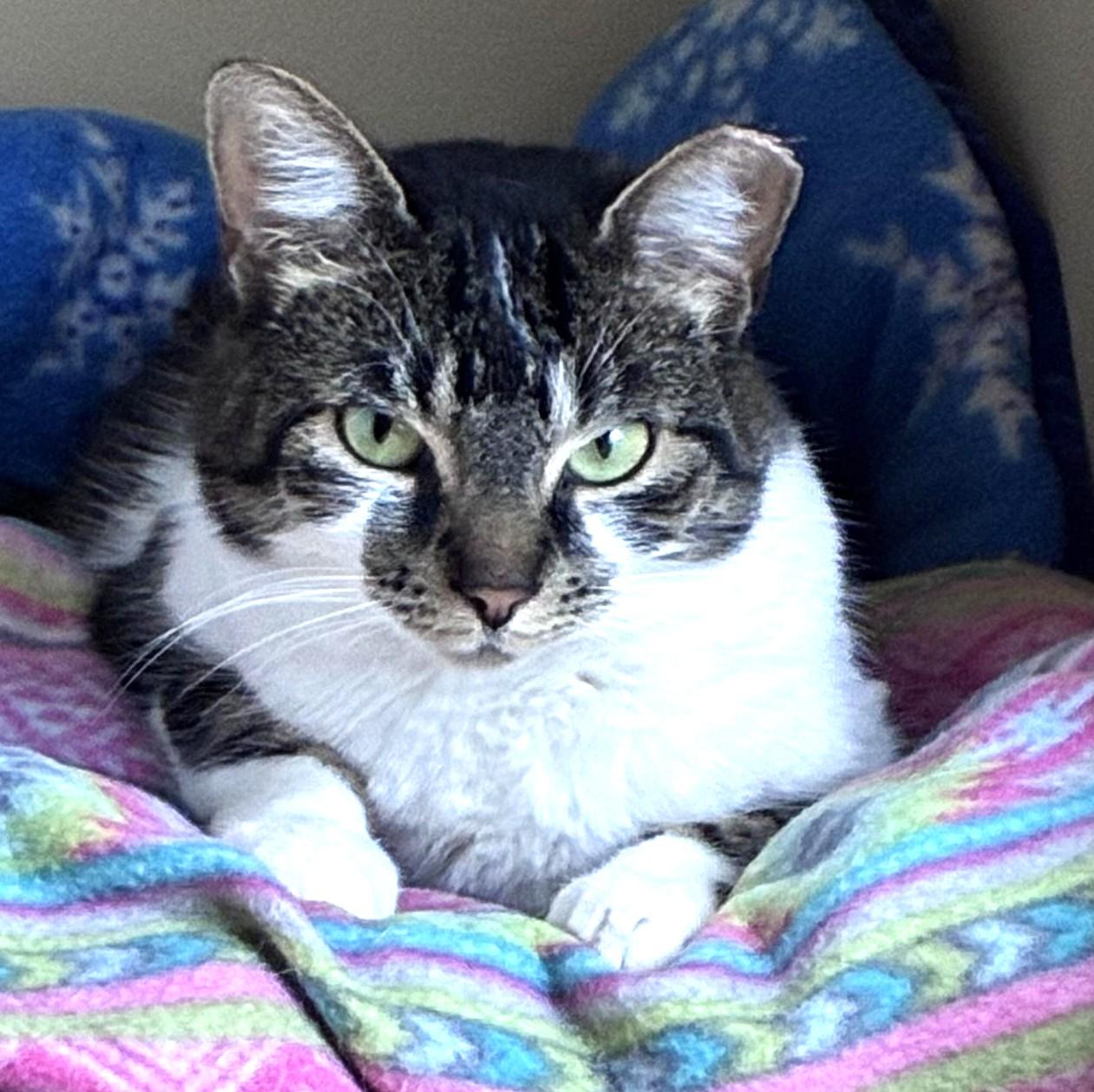 Enlarge Bryant, a ADOPTABLE Domestic Short Hair in Great Neck, NY image 2/5