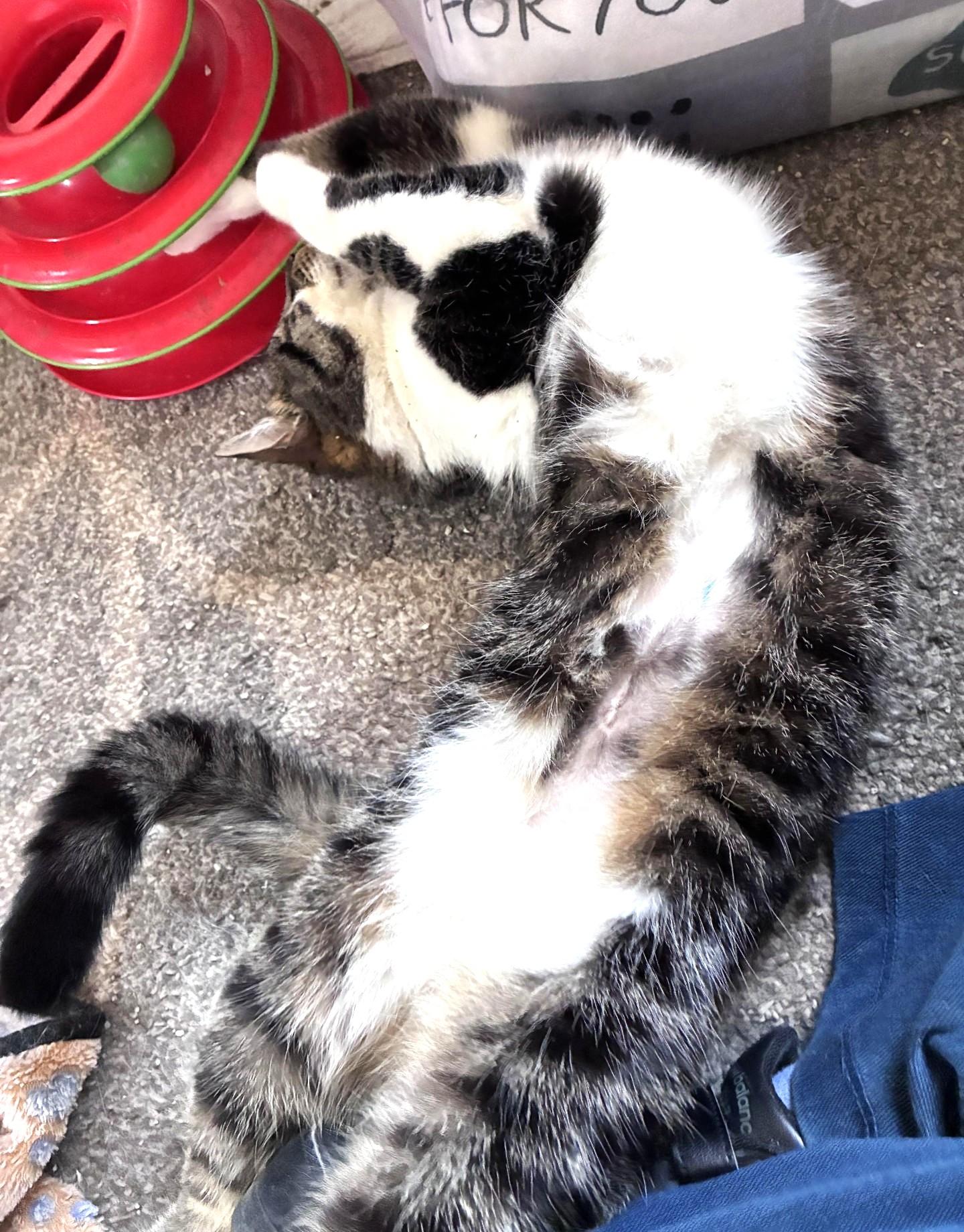 Enlarge Bryant, a ADOPTABLE Domestic Short Hair in Great Neck, NY image 5/5