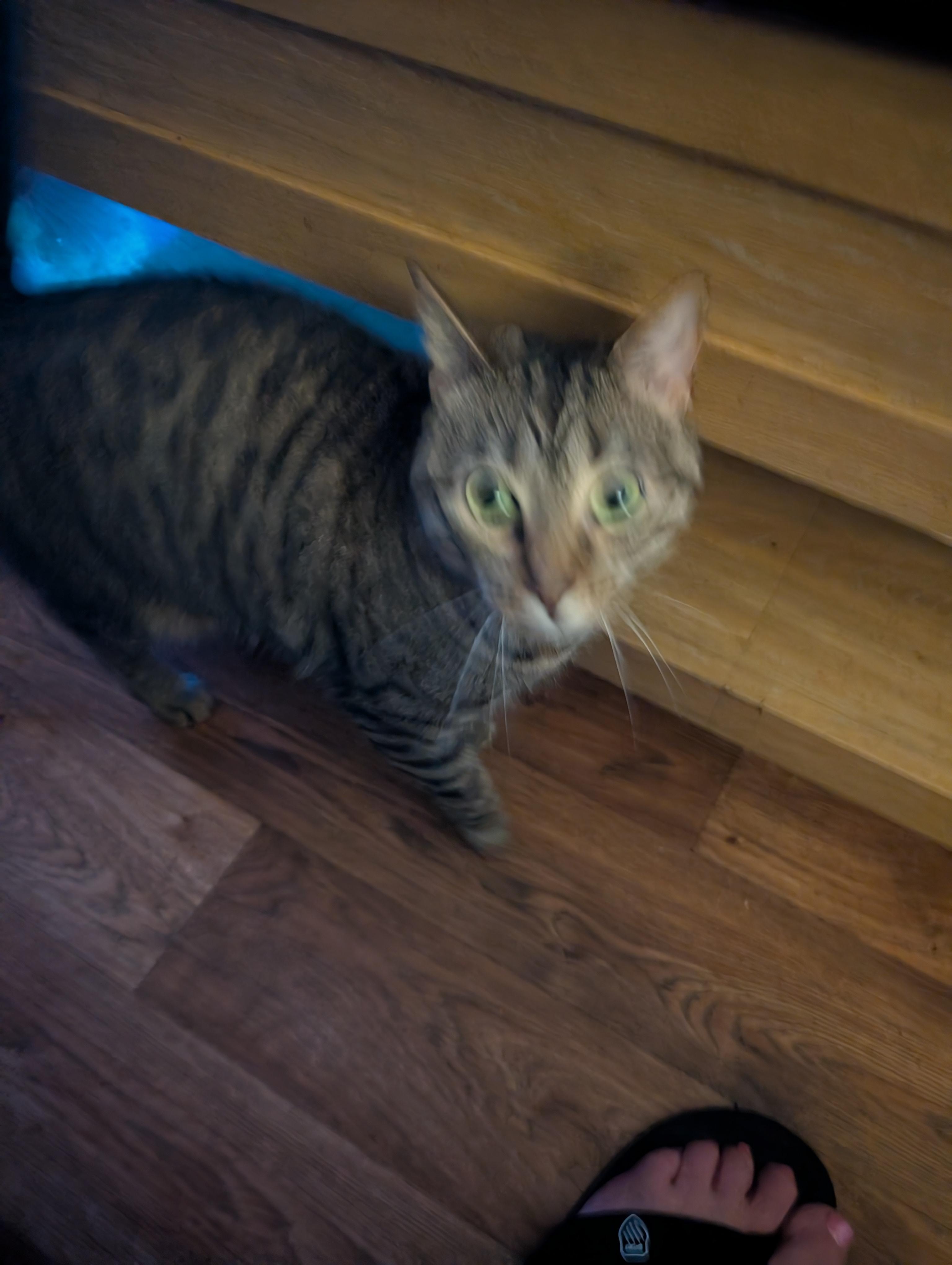 Enlarge Zelda, a ADOPTABLE Domestic Short Hair in Homer Glen, IL image 1/3