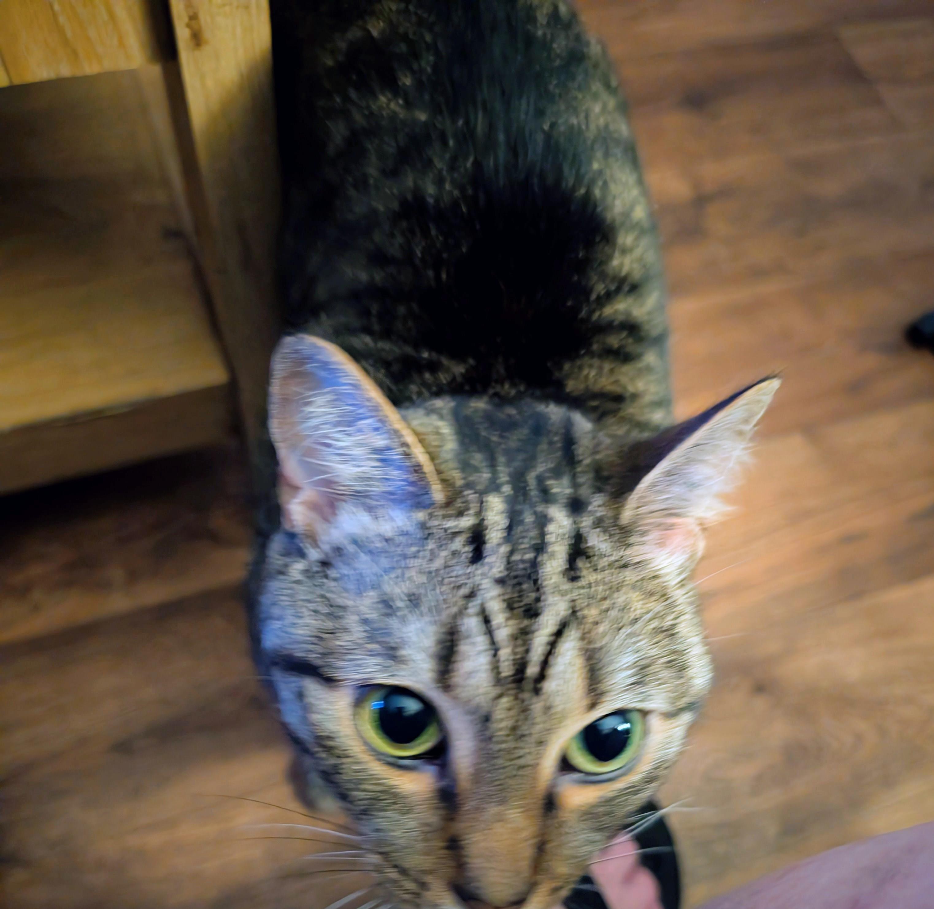 Enlarge Zelda, a ADOPTABLE Domestic Short Hair in Homer Glen, IL image 2/3