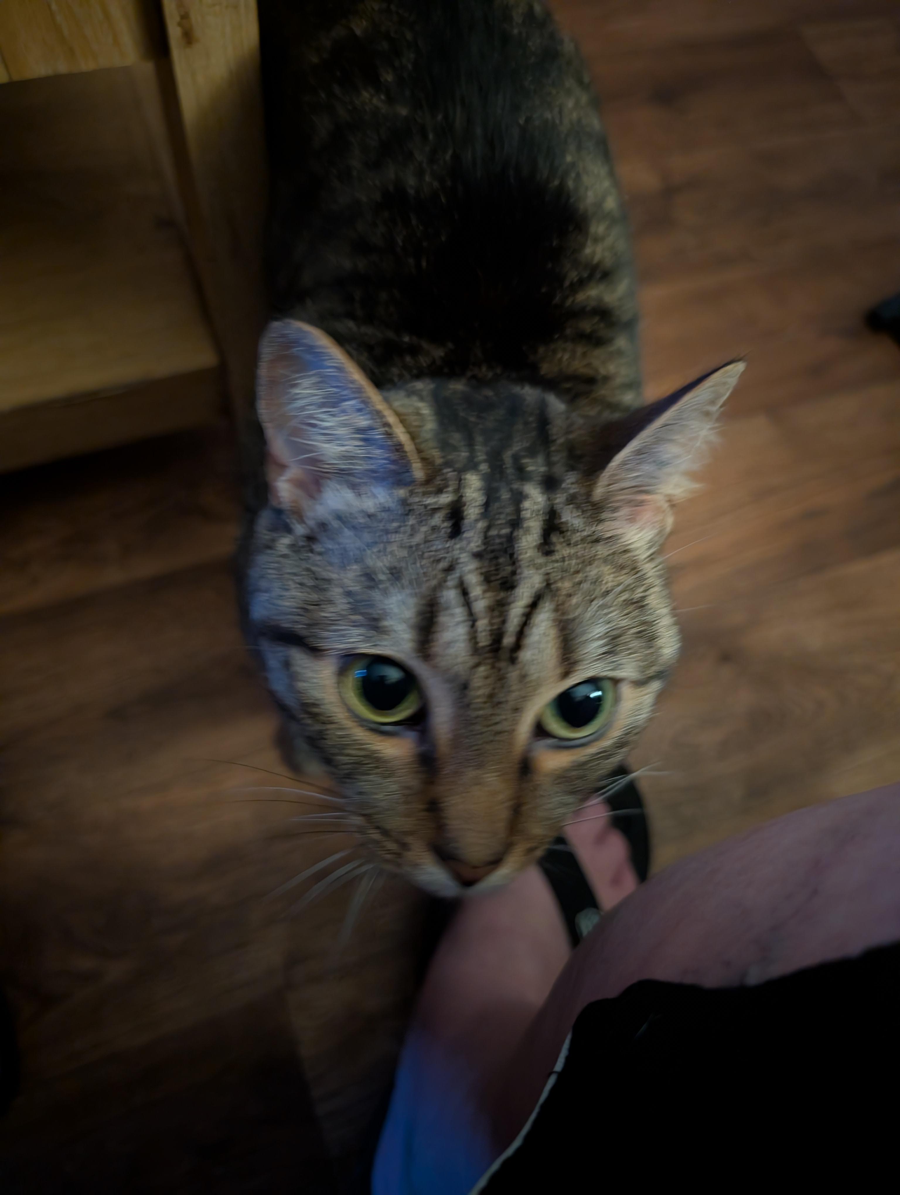 Enlarge Zelda, a ADOPTABLE Domestic Short Hair in Homer Glen, IL image 3/3