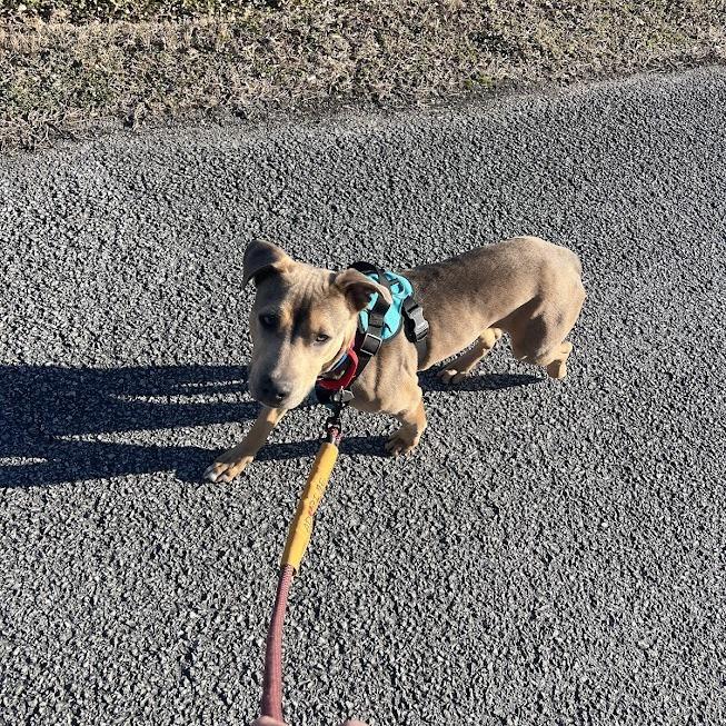 Aries — thumbnail 2