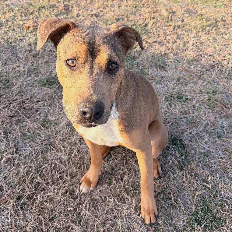 Aries — thumbnail 4