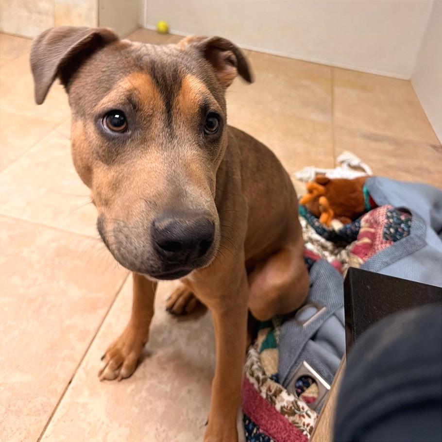 Aries — thumbnail 5