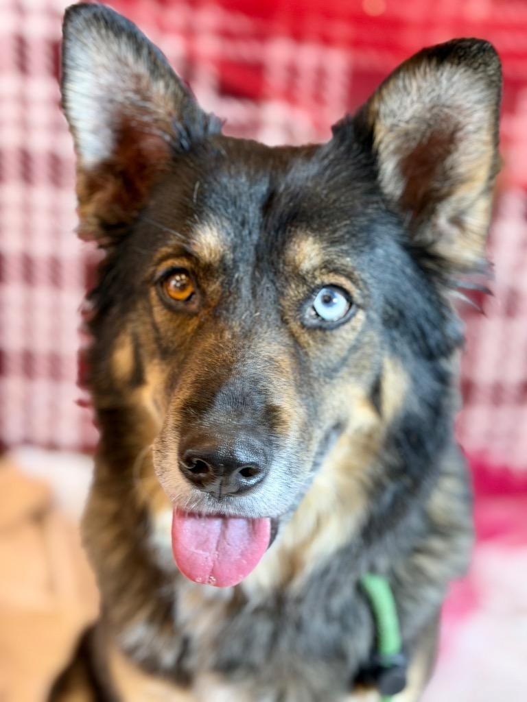 WILLOW, Adoptable, Adult Female Shepherd.