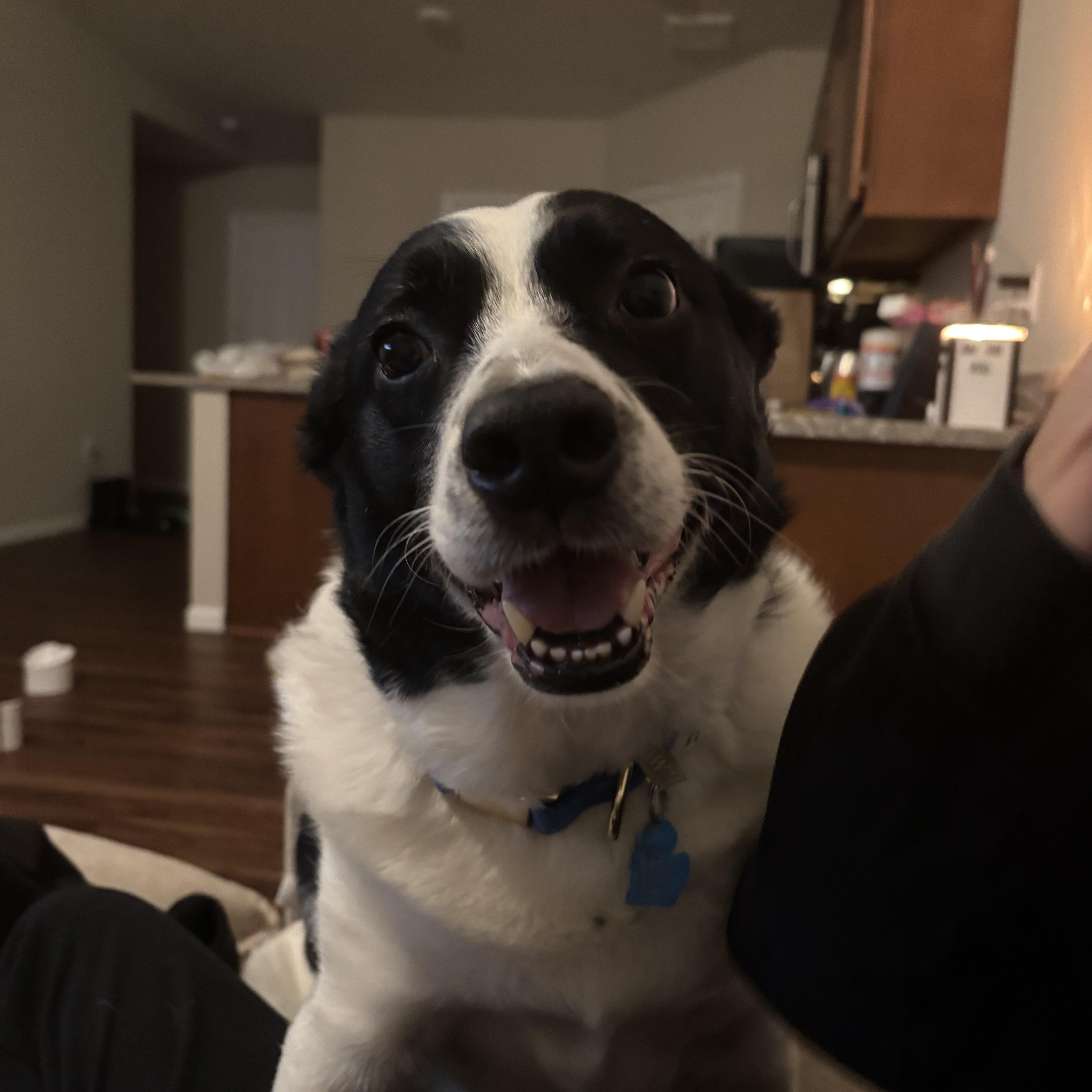 Enlarge Prince Courtesy Listed, a ADOPTABLE Border Collie in Midland, MI image 2/6