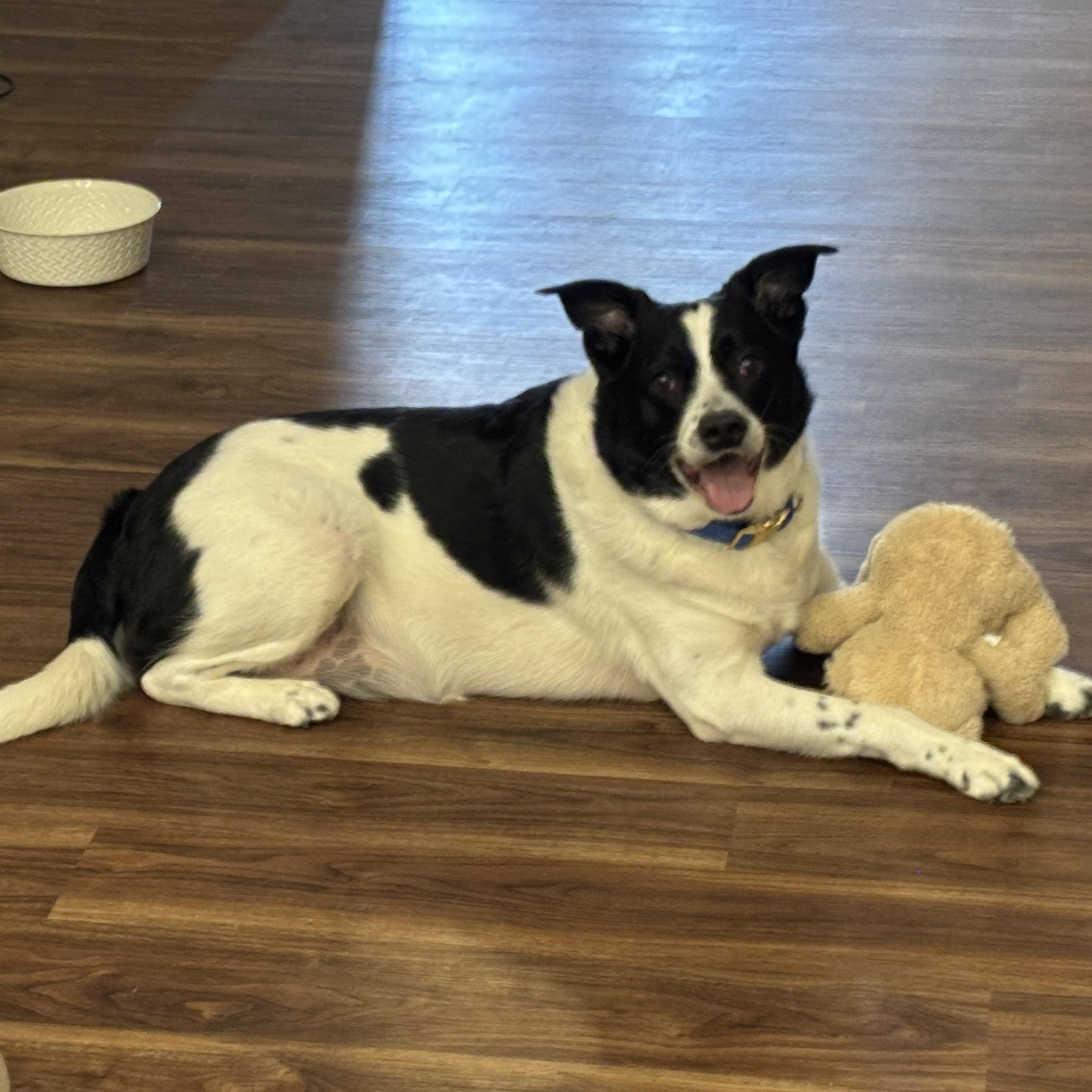 Enlarge Prince Courtesy Listed, a ADOPTABLE Border Collie in Midland, MI image 6/6