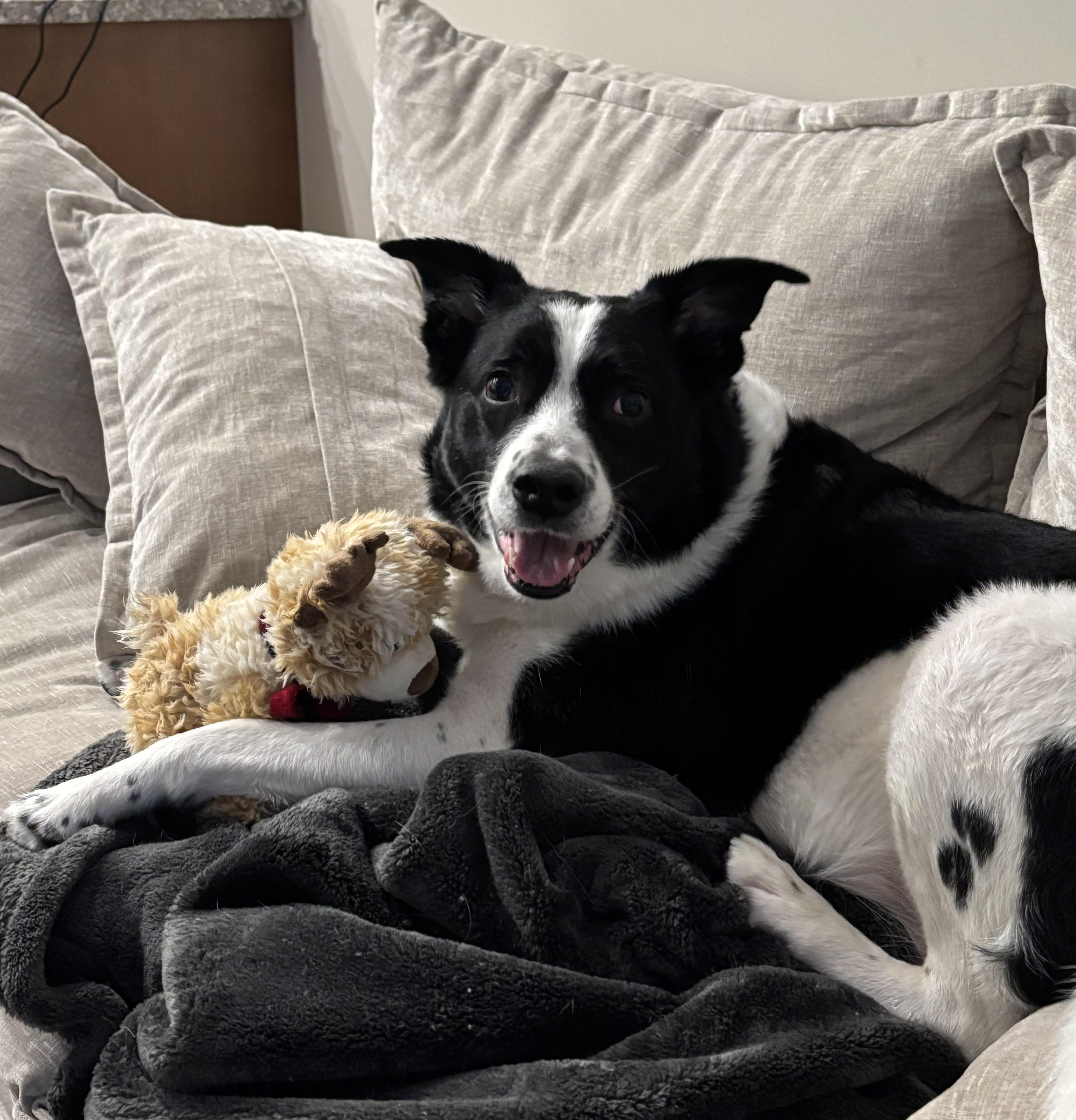 Enlarge Prince Courtesy Listed, a ADOPTABLE Border Collie in Midland, MI image 5/6