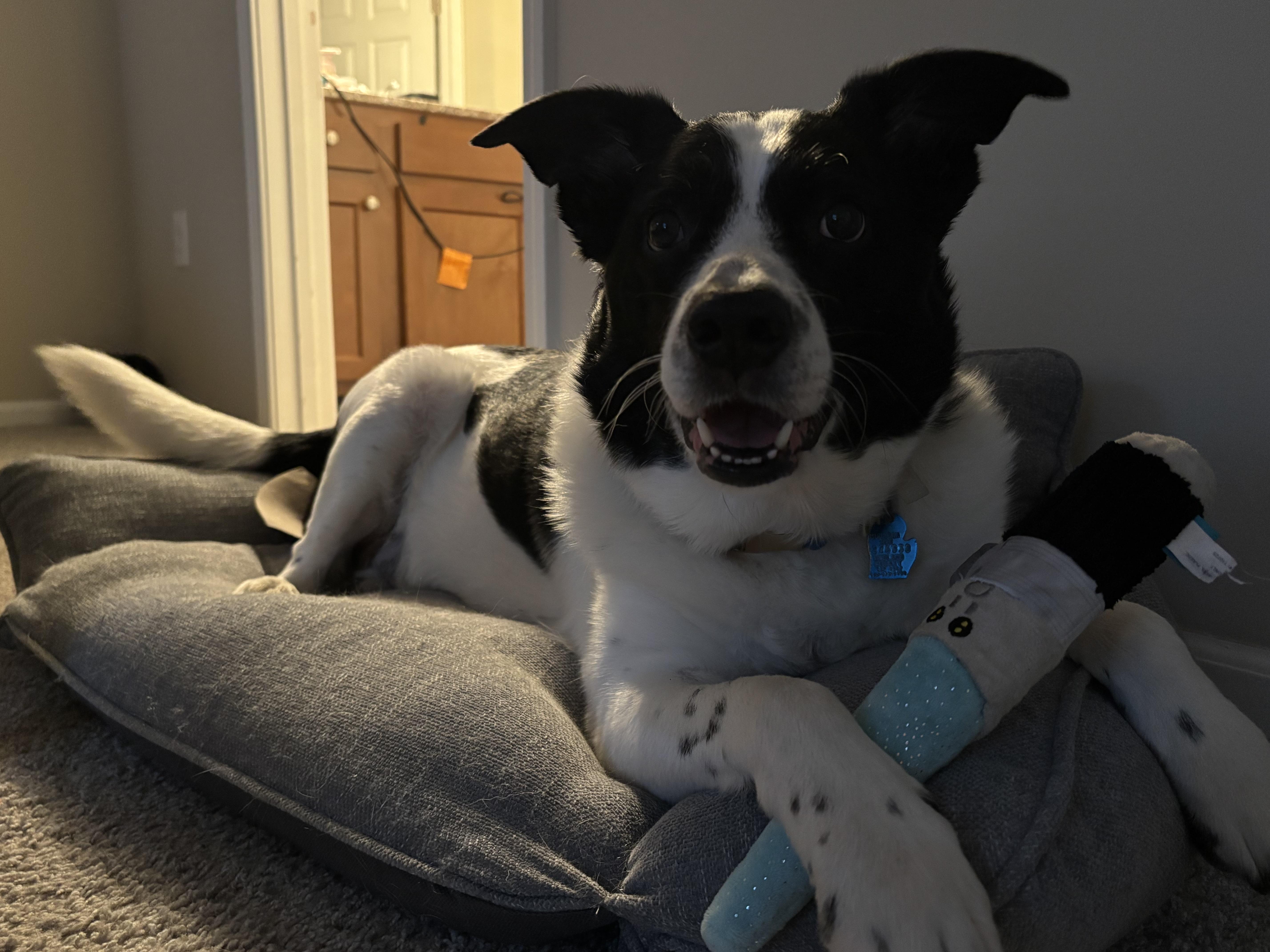 Enlarge Prince Courtesy Listed, a ADOPTABLE Border Collie in Midland, MI image 3/6