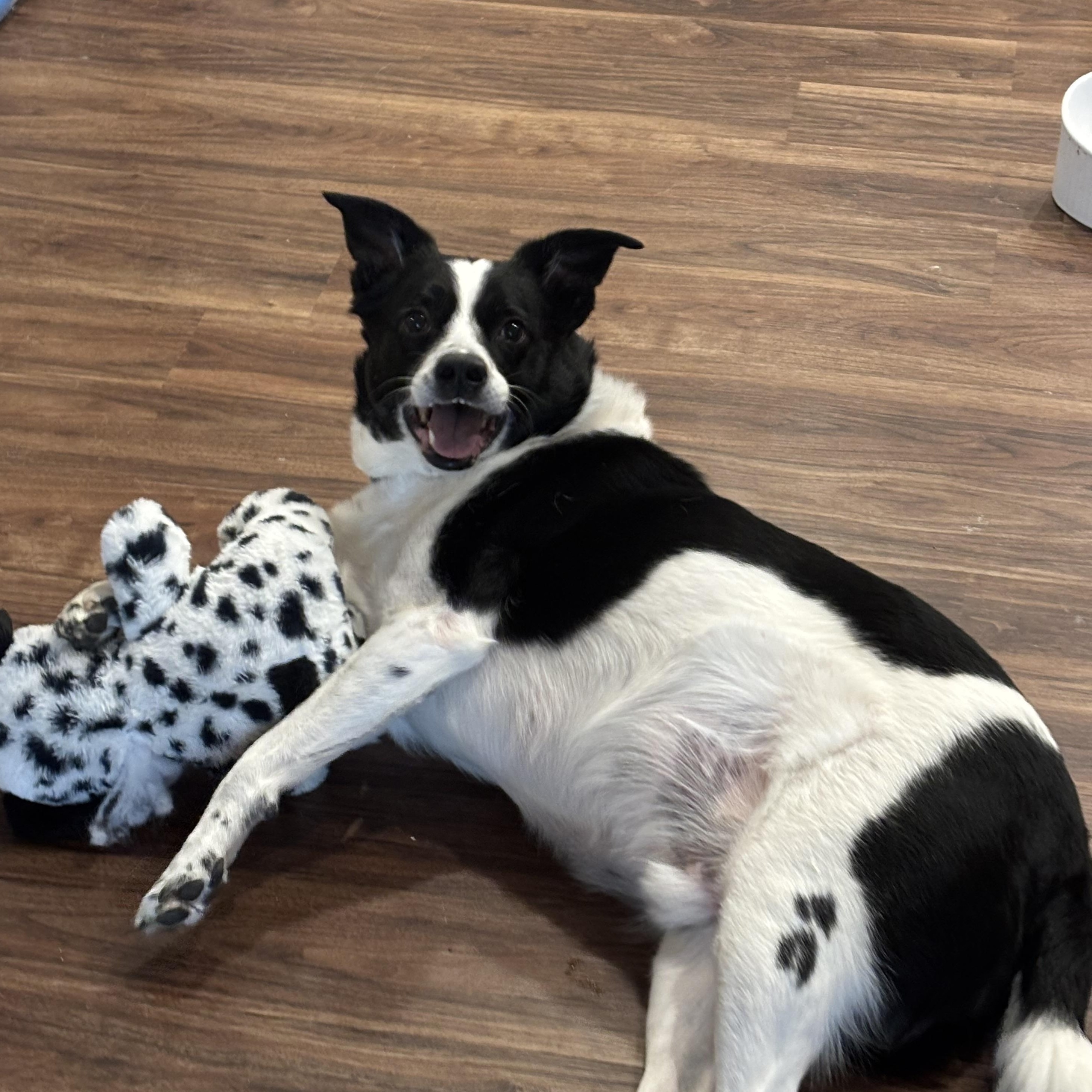 Enlarge Prince Courtesy Listed, a ADOPTABLE Border Collie in Midland, MI image 1/6
