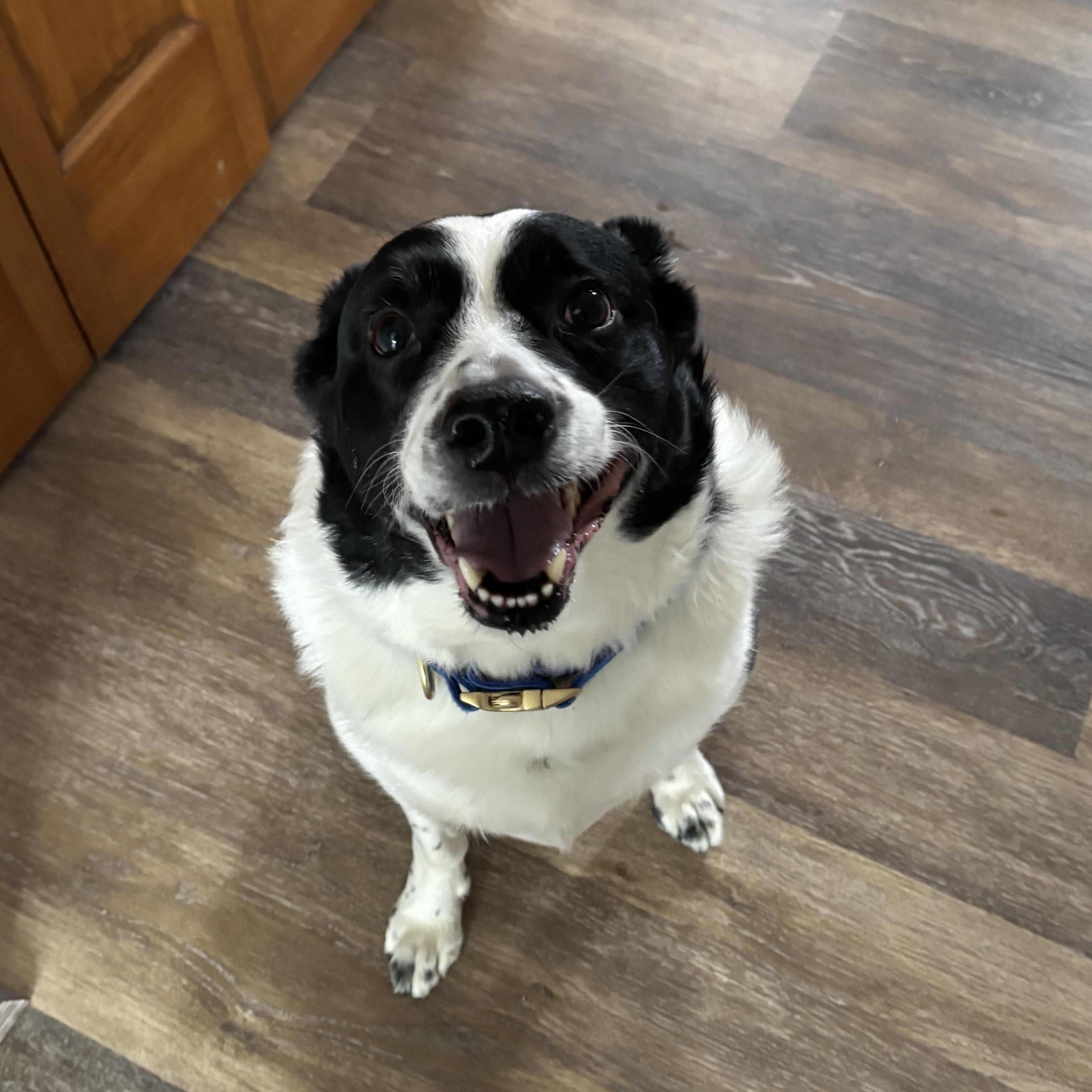 Enlarge Prince Courtesy Listed, a ADOPTABLE Border Collie in Midland, MI image 4/6