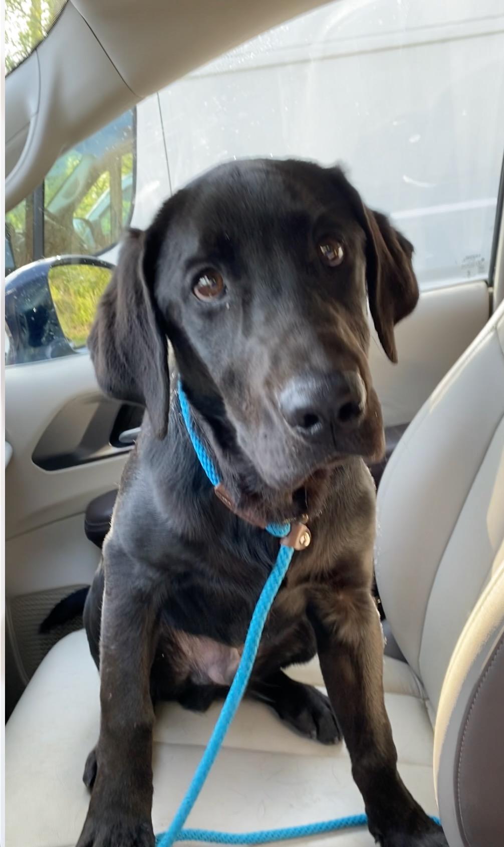 Enlarge Ace, an adoptable Black Labrador Retriever in Sparta, NJ image 5/5