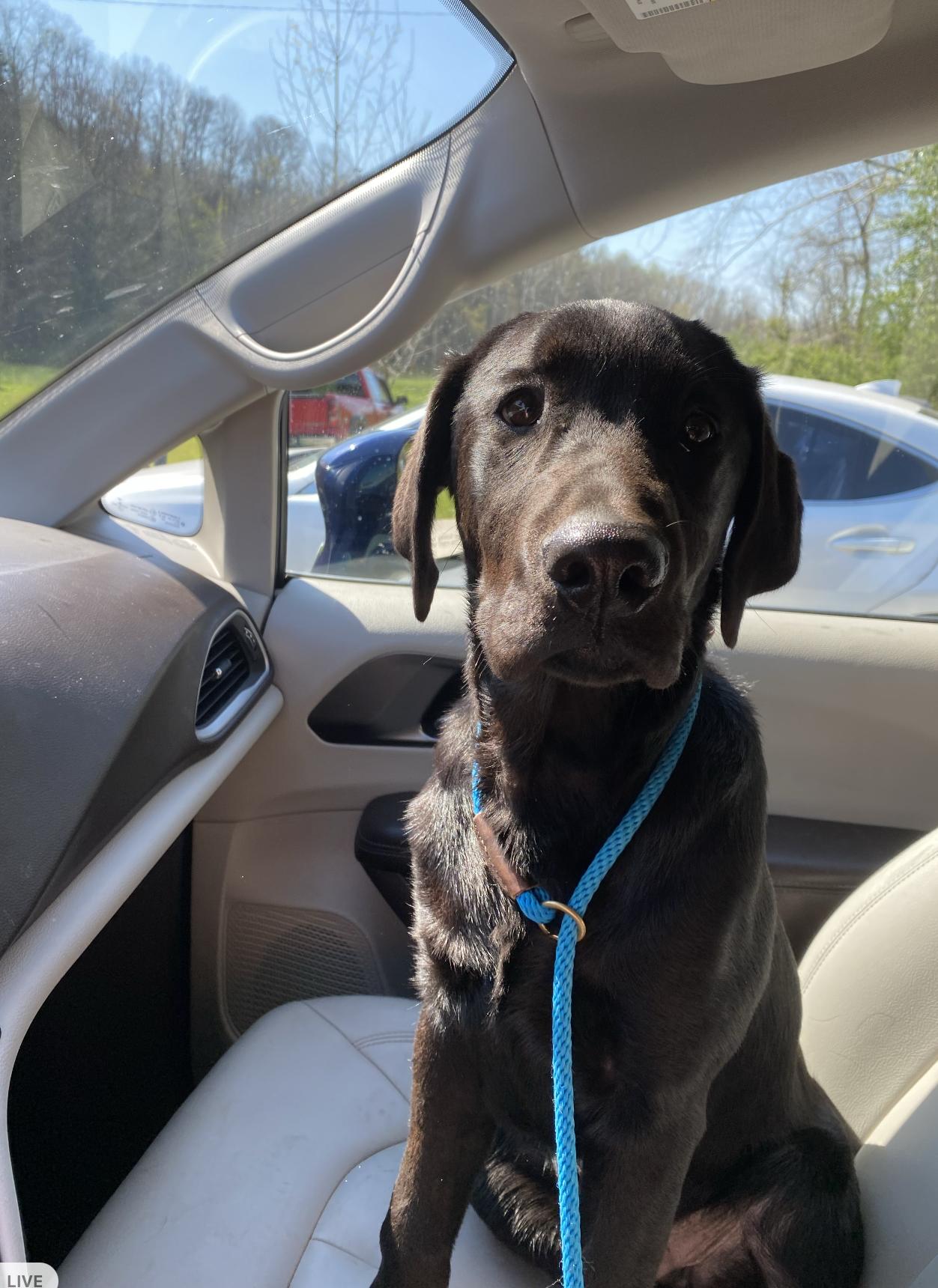 Enlarge Ace, an adoptable Black Labrador Retriever in Sparta, NJ image 4/5