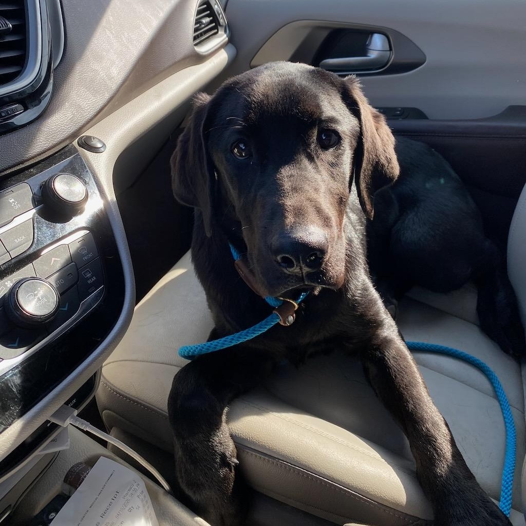 Enlarge Ace, an adoptable Black Labrador Retriever in Sparta, NJ image 2/5