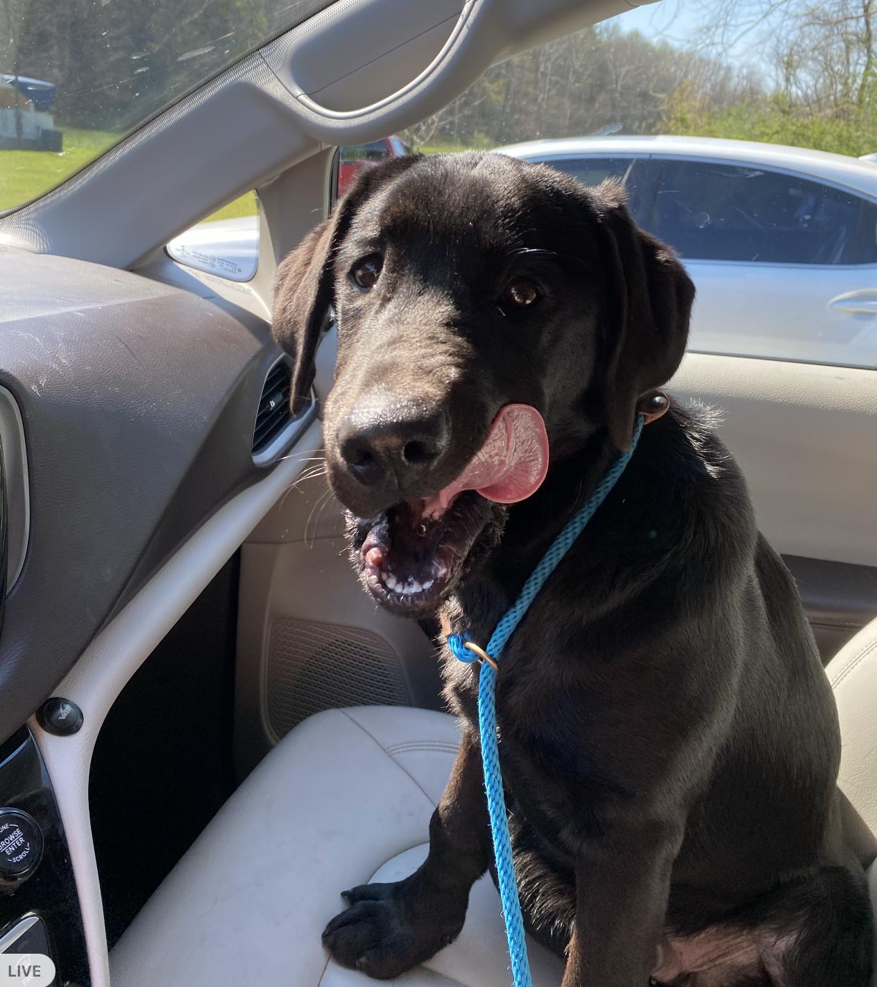 Enlarge Ace, an adoptable Black Labrador Retriever in Sparta, NJ image 3/5