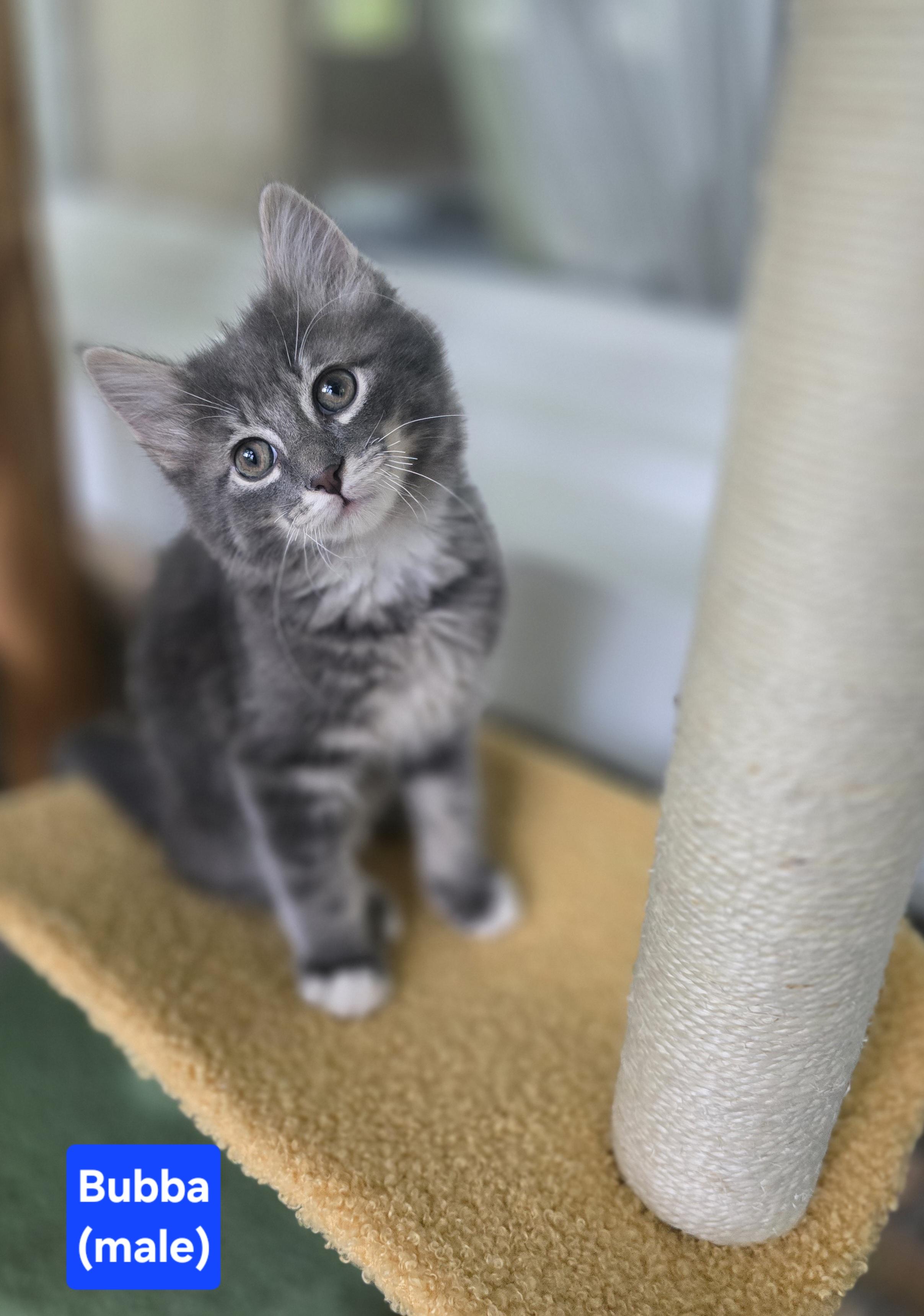 Bubba, adopted, Kitten Male American Shorthair.