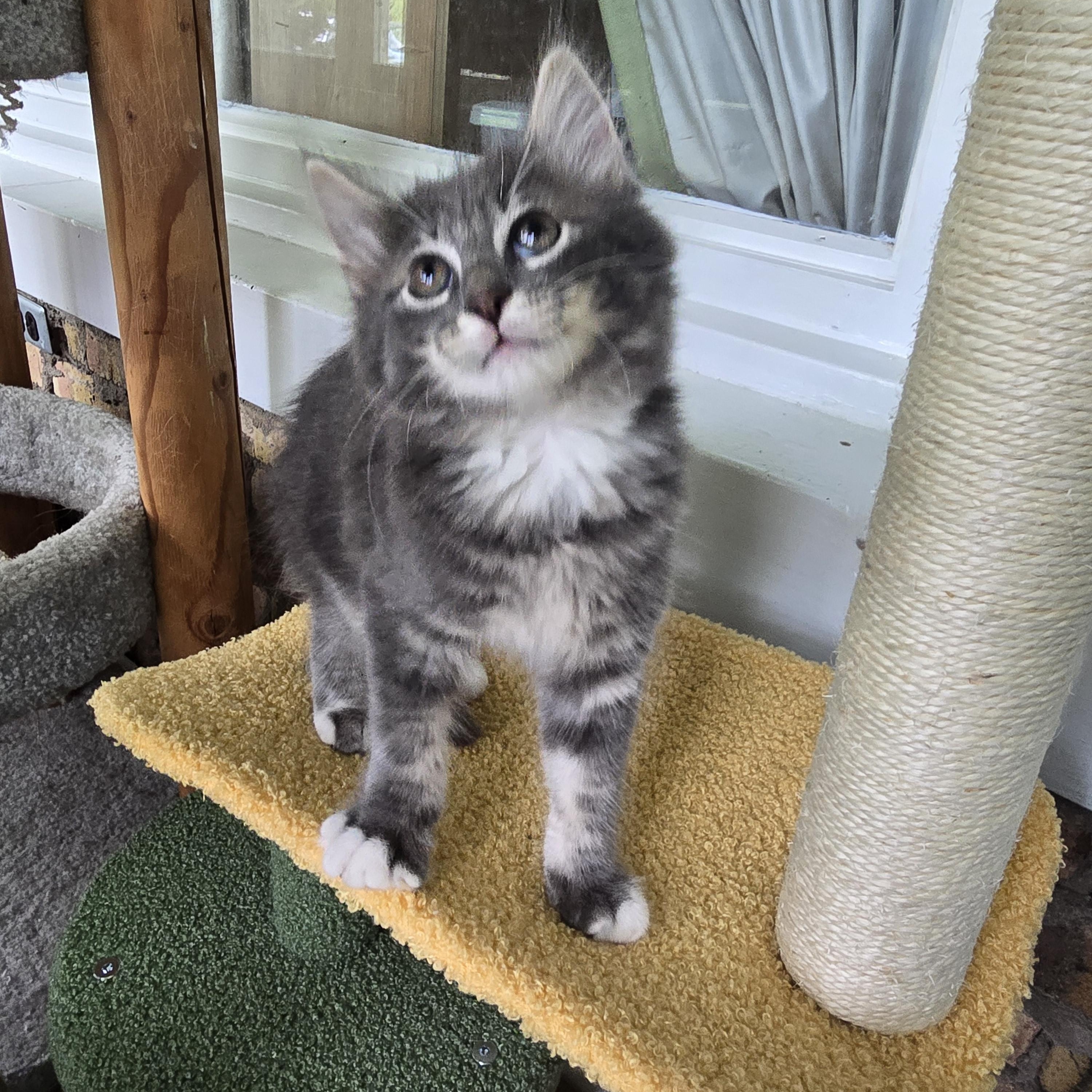 Enlarge Bubba, an adopted American Shorthair in Wadsworth, IL image 2/3