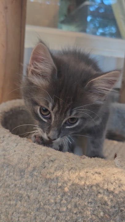 Enlarge Bubba, an adopted American Shorthair in Wadsworth, IL video 3/3