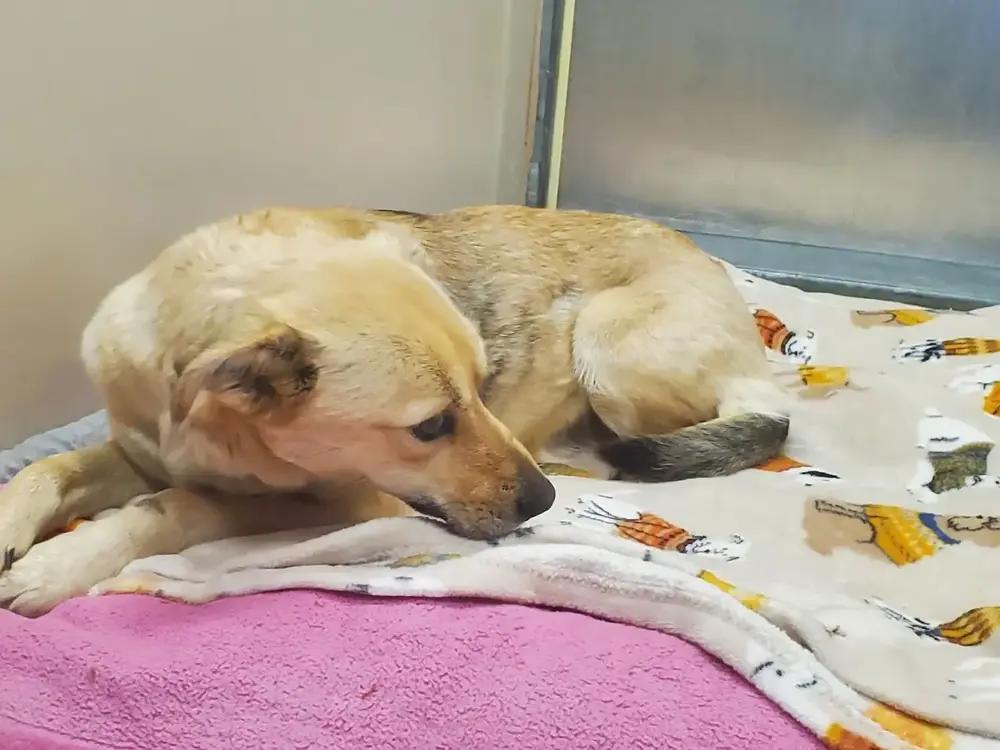 25-274, Adoptable, Young Female Mixed Breed.