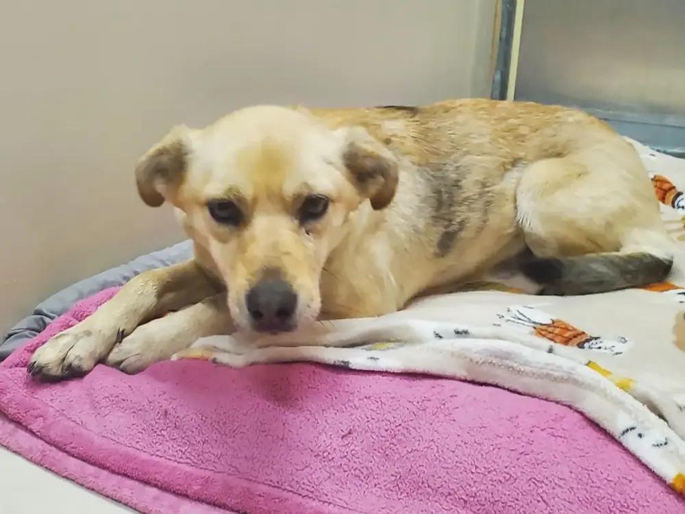 Enlarge 25-274, a Adoptable mixed breed in Leadville, CO image 3/3