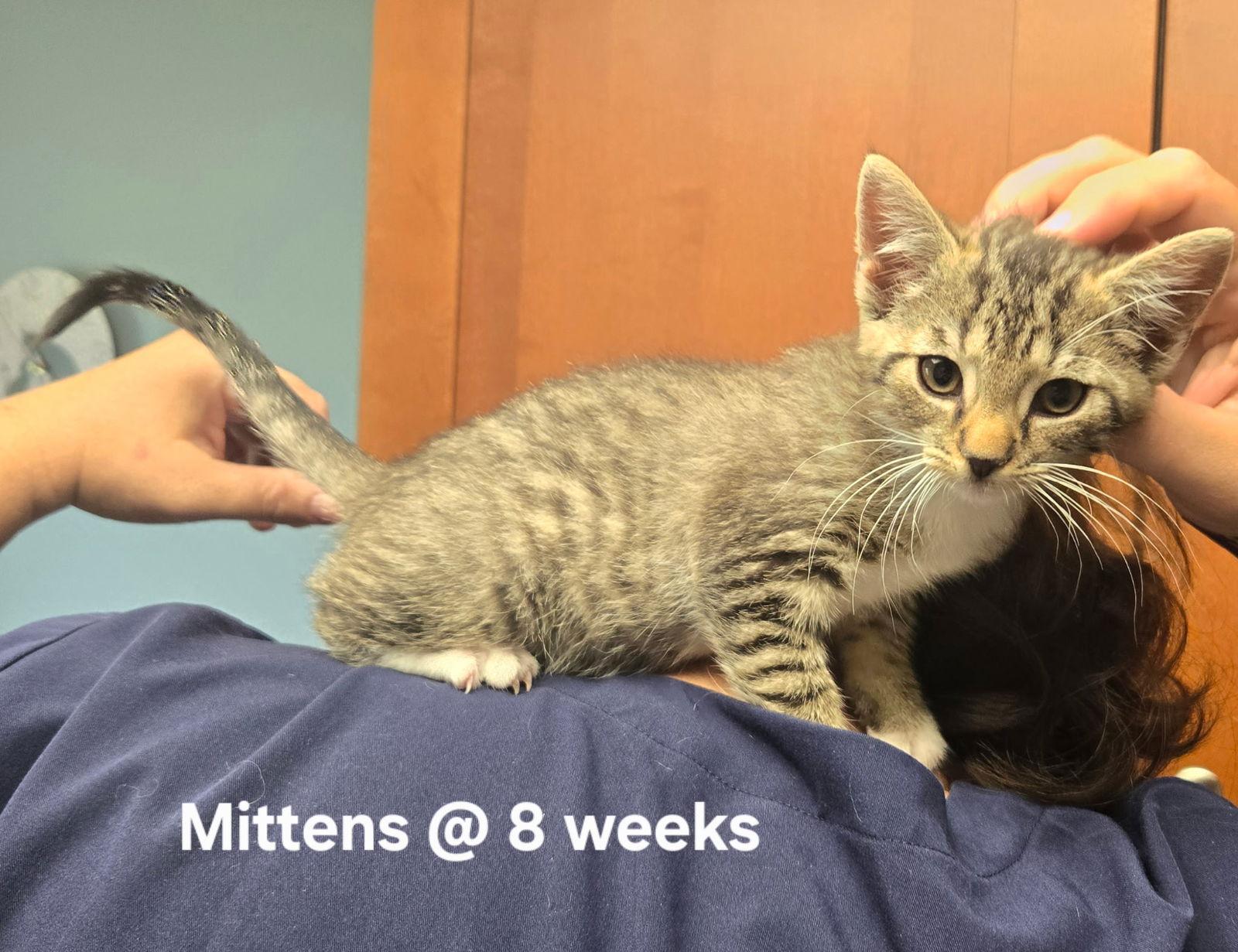 Mittens, Adopted, Kitten Female Domestic Short Hair.