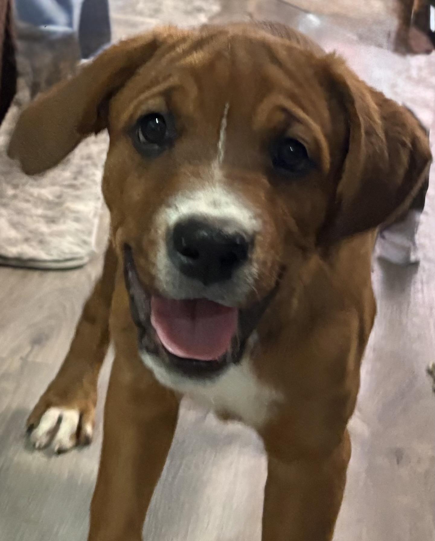 Wingo, a ADOPTABLE mixed breed in Gilbert, AZ image 4/5