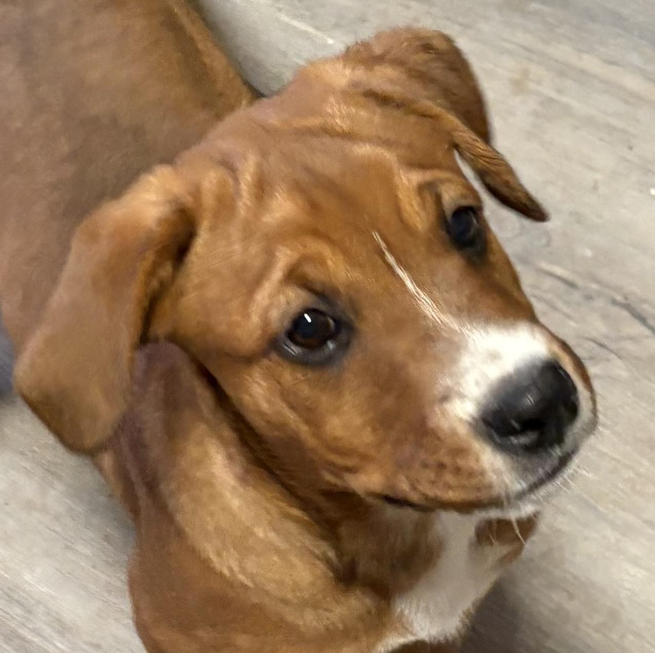 Wingo, a ADOPTABLE mixed breed in Gilbert, AZ image 3/5