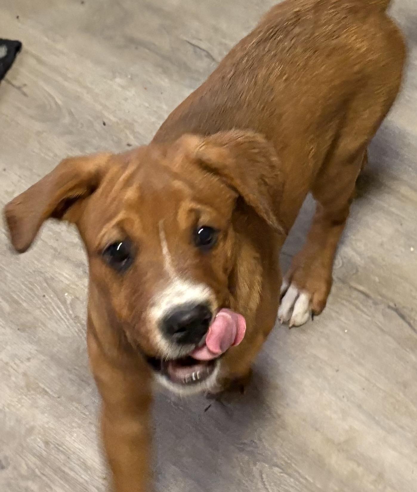 Wingo, a ADOPTABLE mixed breed in Gilbert, AZ image 5/5