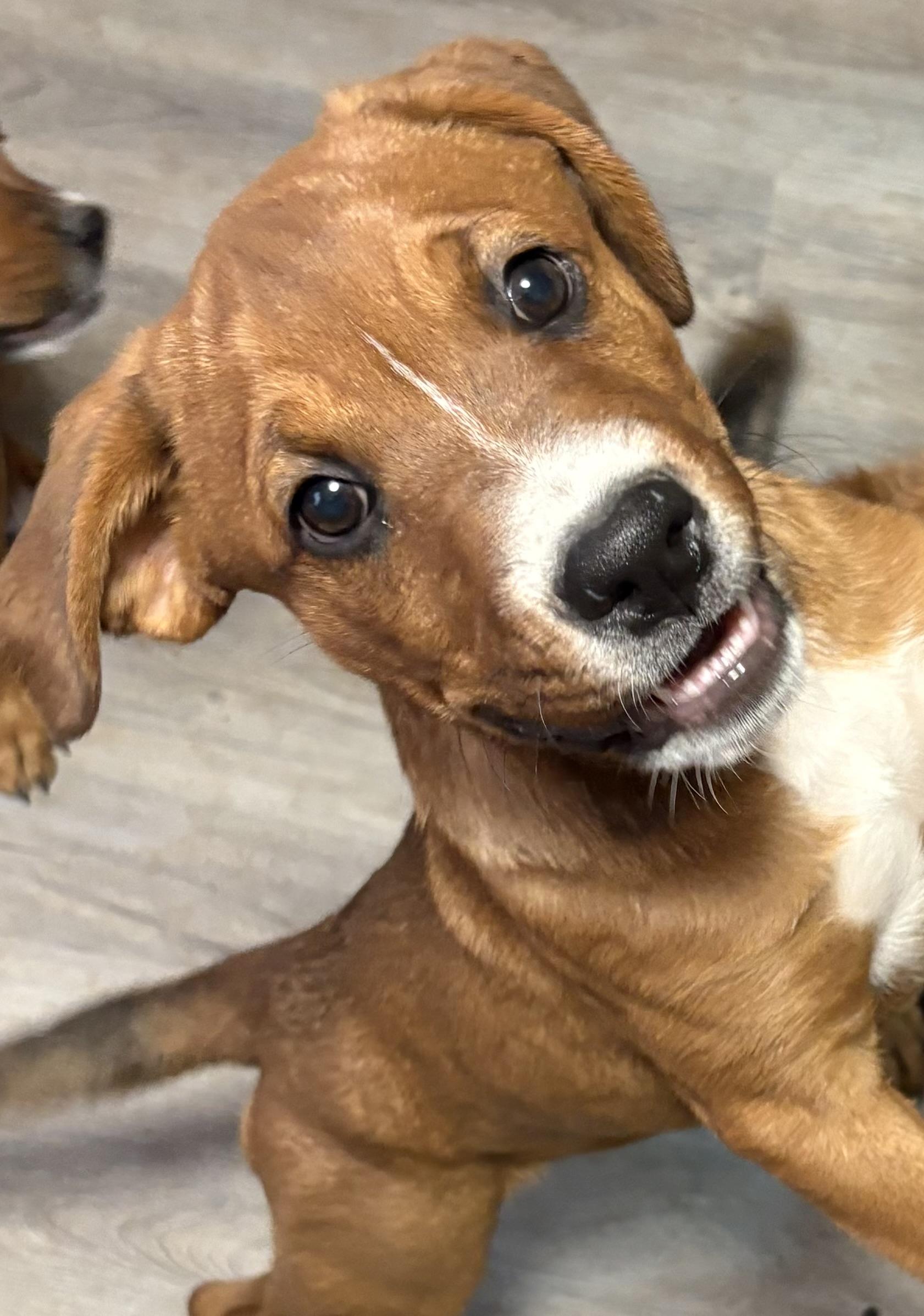 Wingo, a ADOPTABLE mixed breed in Gilbert, AZ image 1/5