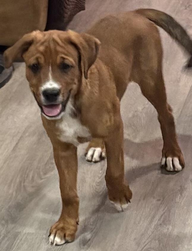 Wingo, a ADOPTABLE mixed breed in Gilbert, AZ image 2/5
