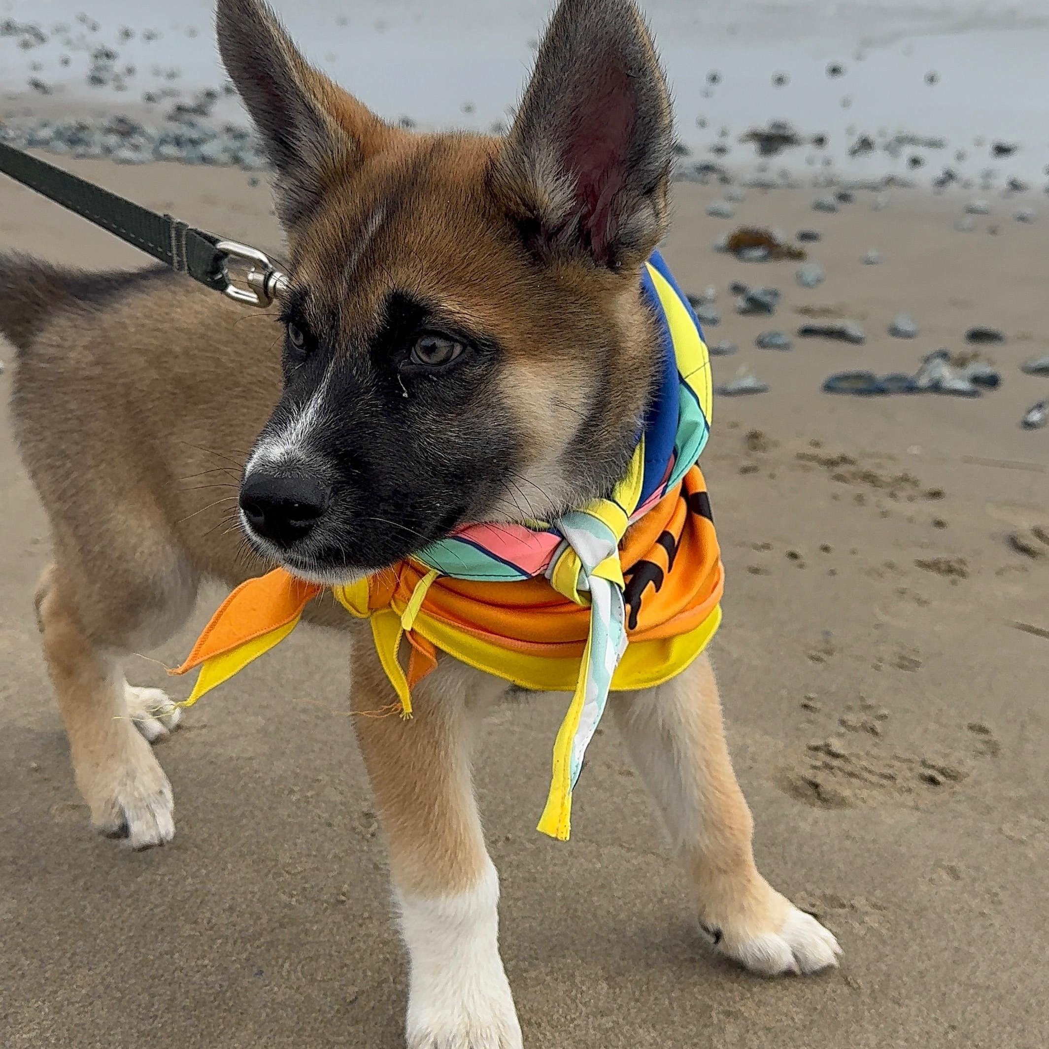 Bran the handsome Shepsky, ADOPTABLE, Puppy Male Siberian Husky & German Shepherd Dog.