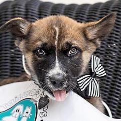 Enlarge Bran the handsome Shepsky, a ADOPTABLE mixed breed in Los Angeles, CA image 2/6