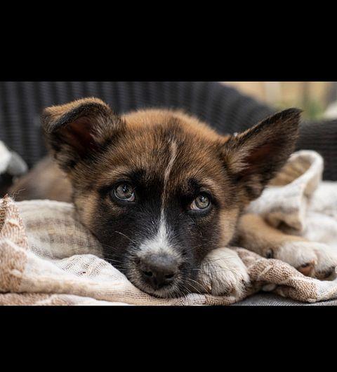 Enlarge Bran the handsome Shepsky, a ADOPTABLE mixed breed in Los Angeles, CA image 5/6