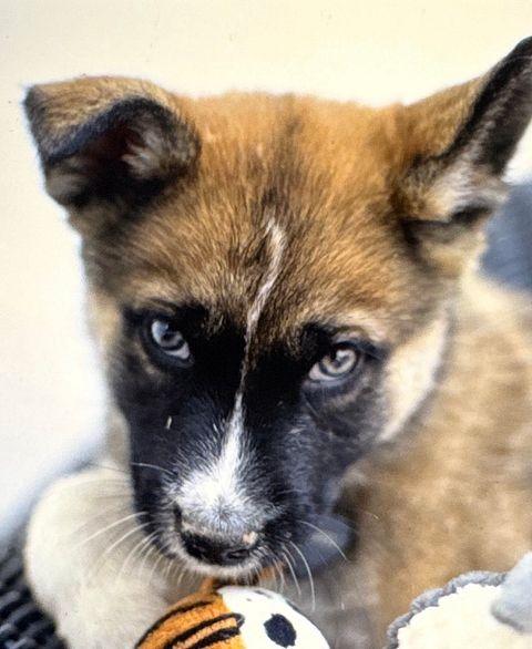 Enlarge Bran the handsome Shepsky, a ADOPTABLE mixed breed in Los Angeles, CA image 3/6