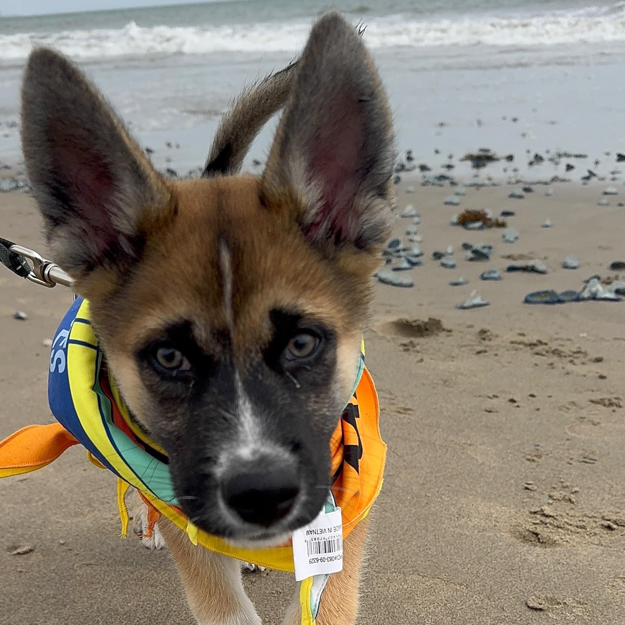 Enlarge Bran the handsome Shepsky, a ADOPTABLE mixed breed in Los Angeles, CA image 6/6