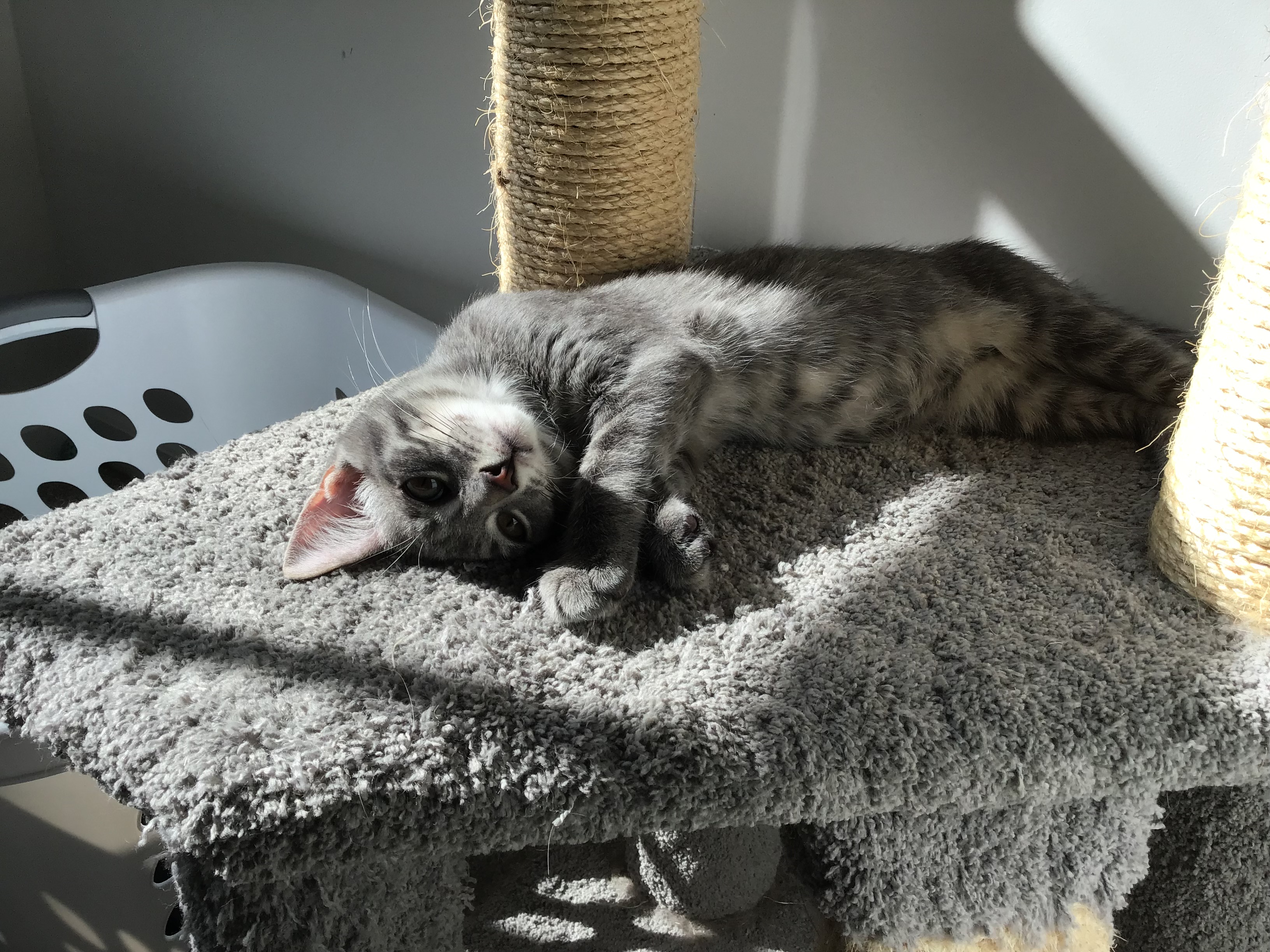 Enlarge Jason, a Adopted Domestic Short Hair in Henrico, VA image 5/6